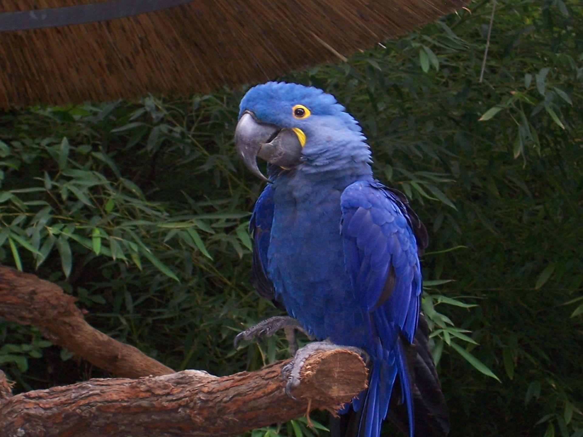 1920x1440 Hyacinth Macaw Parrots Desktop Wallpaper HD :