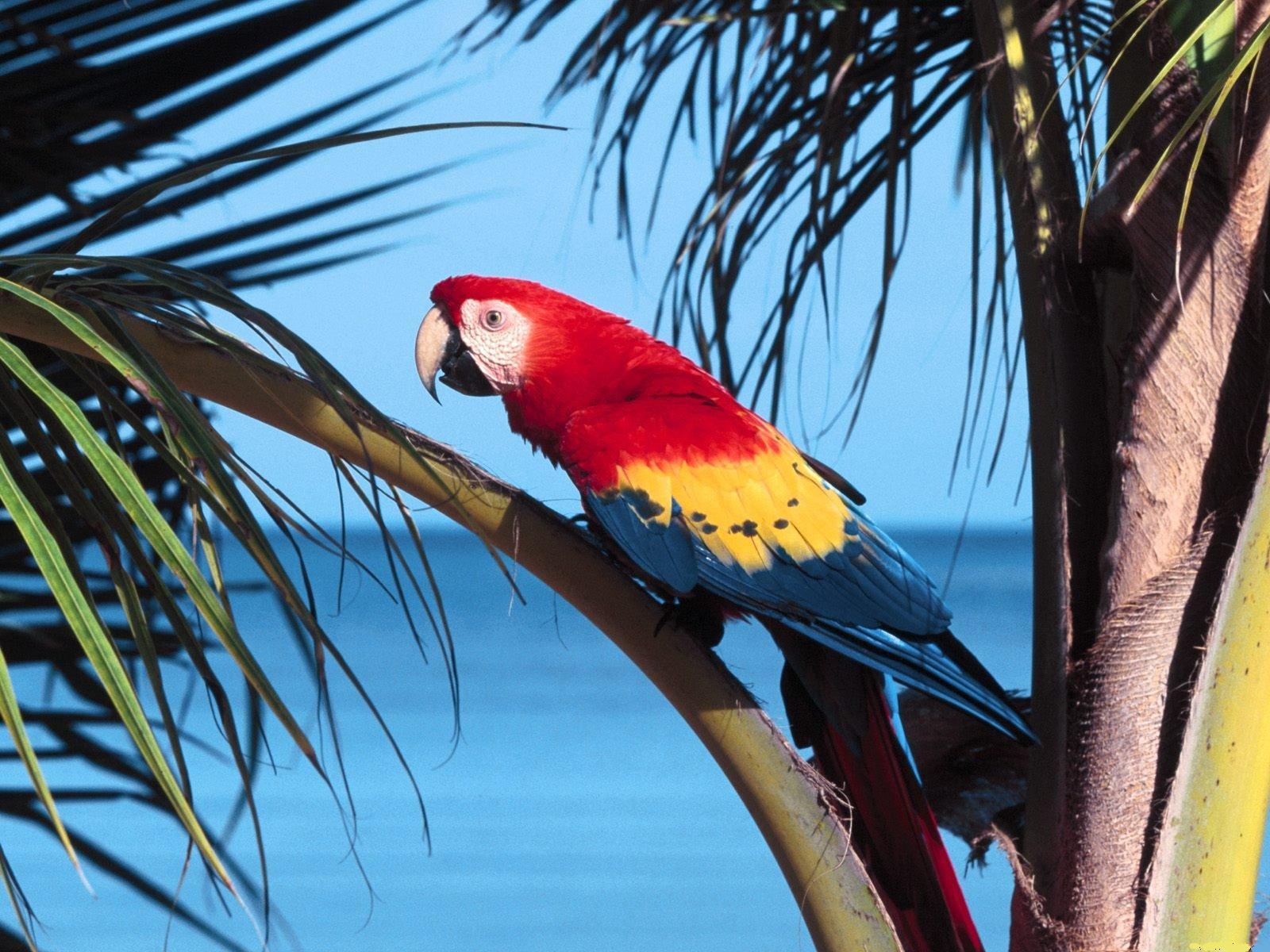 1600x1200 Kumpulan Ikan 2000: Macaw Parrot Wallpaper