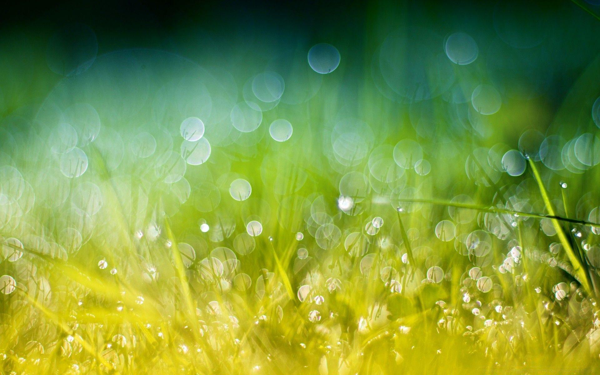 1920x1200 Green Gold Grass