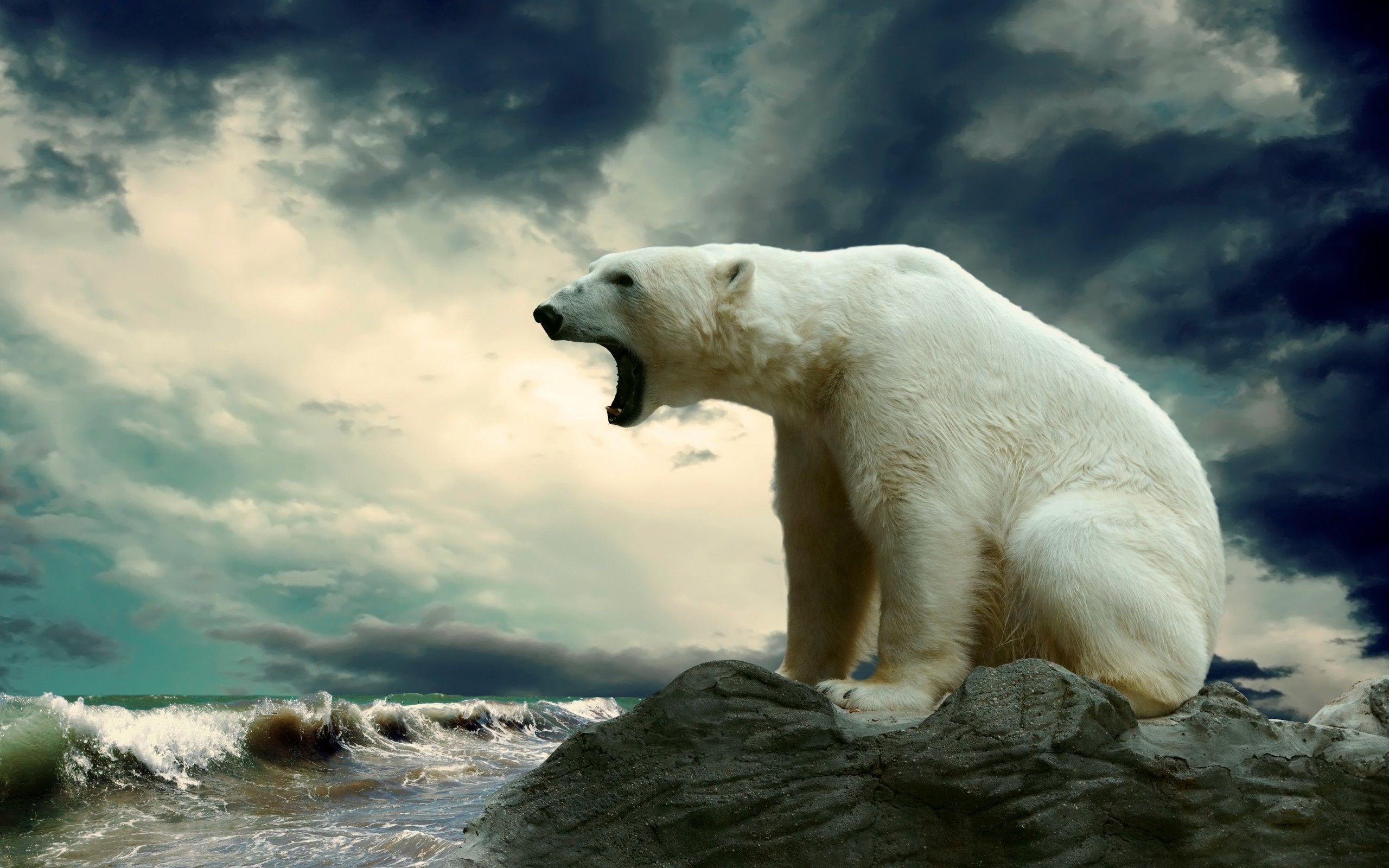2560x1600 High Resolution Polar Bear Wallpaper HD Picture Widescreen. Places
