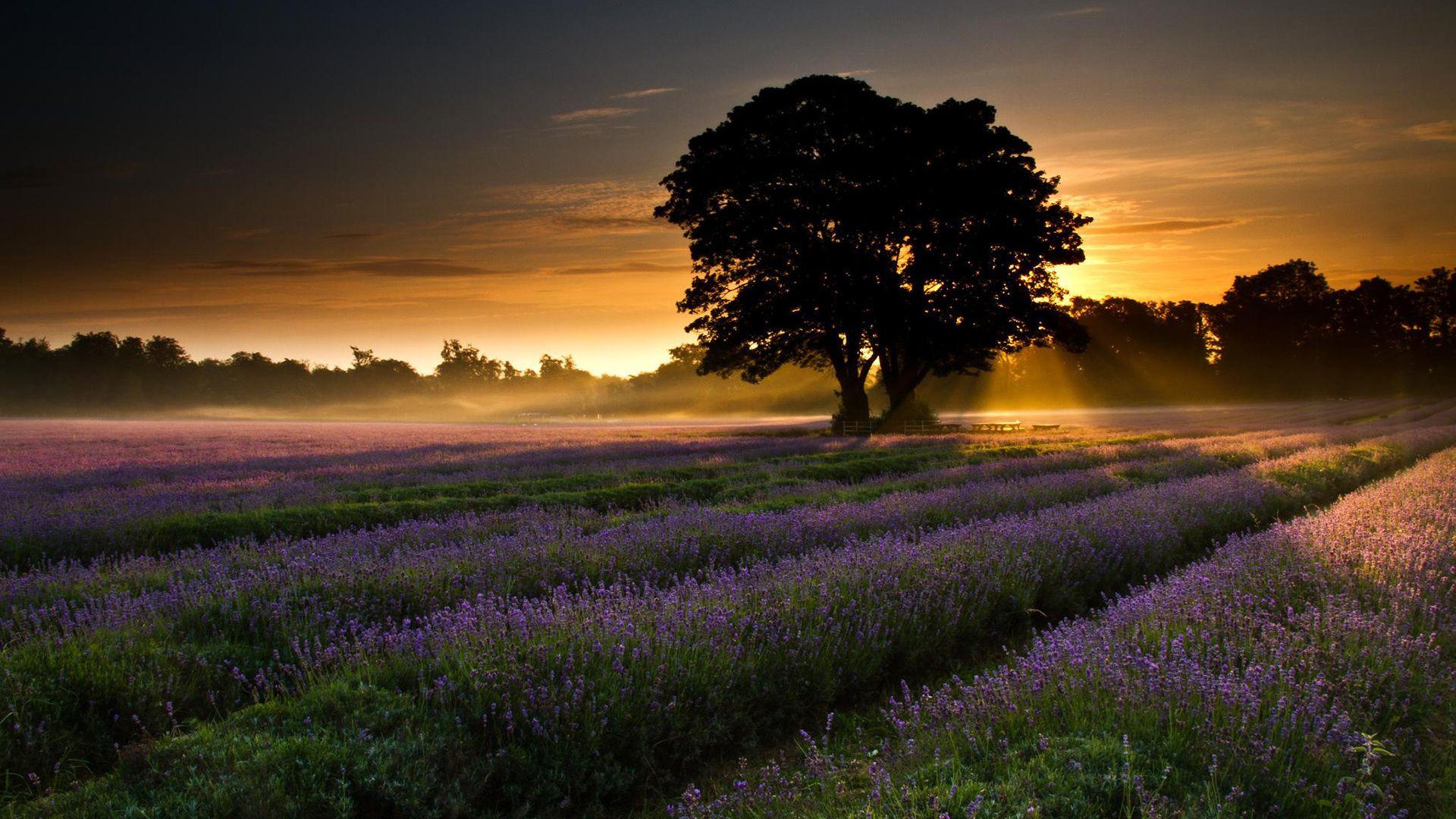 1920x1080 Nature Dawn wallpaperx1080