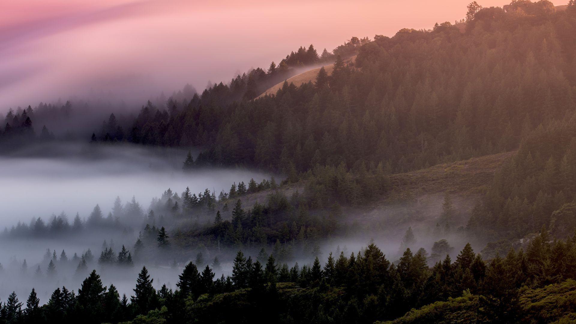 1920x1080 Desktop wallpaper mist, fog, tree, dawn, forest, nature, HD image, picture, background, a76523