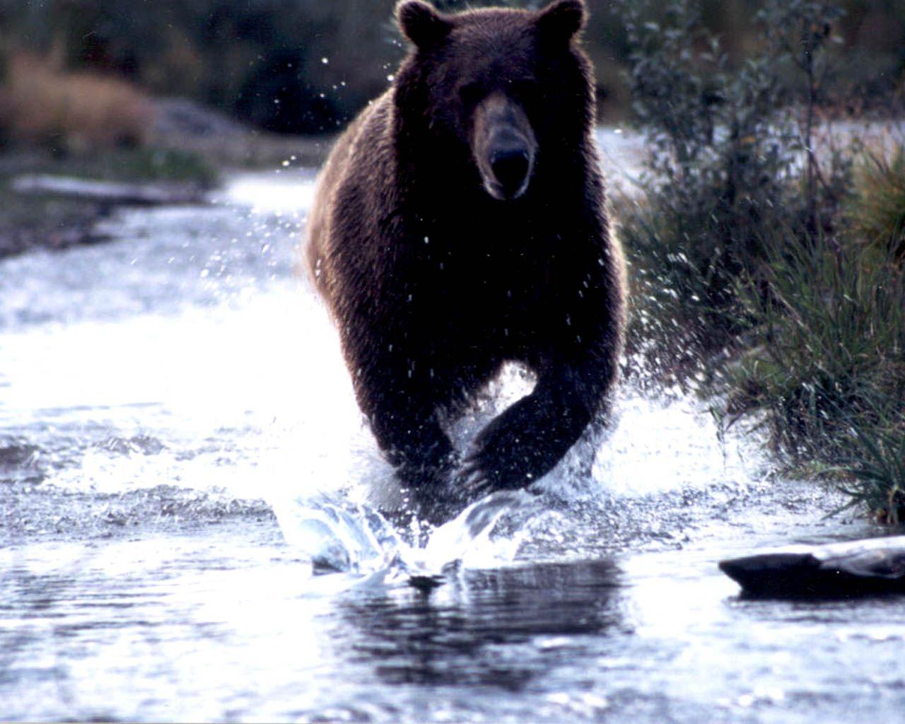 1280x1024 Black Bear HD Wallpaper