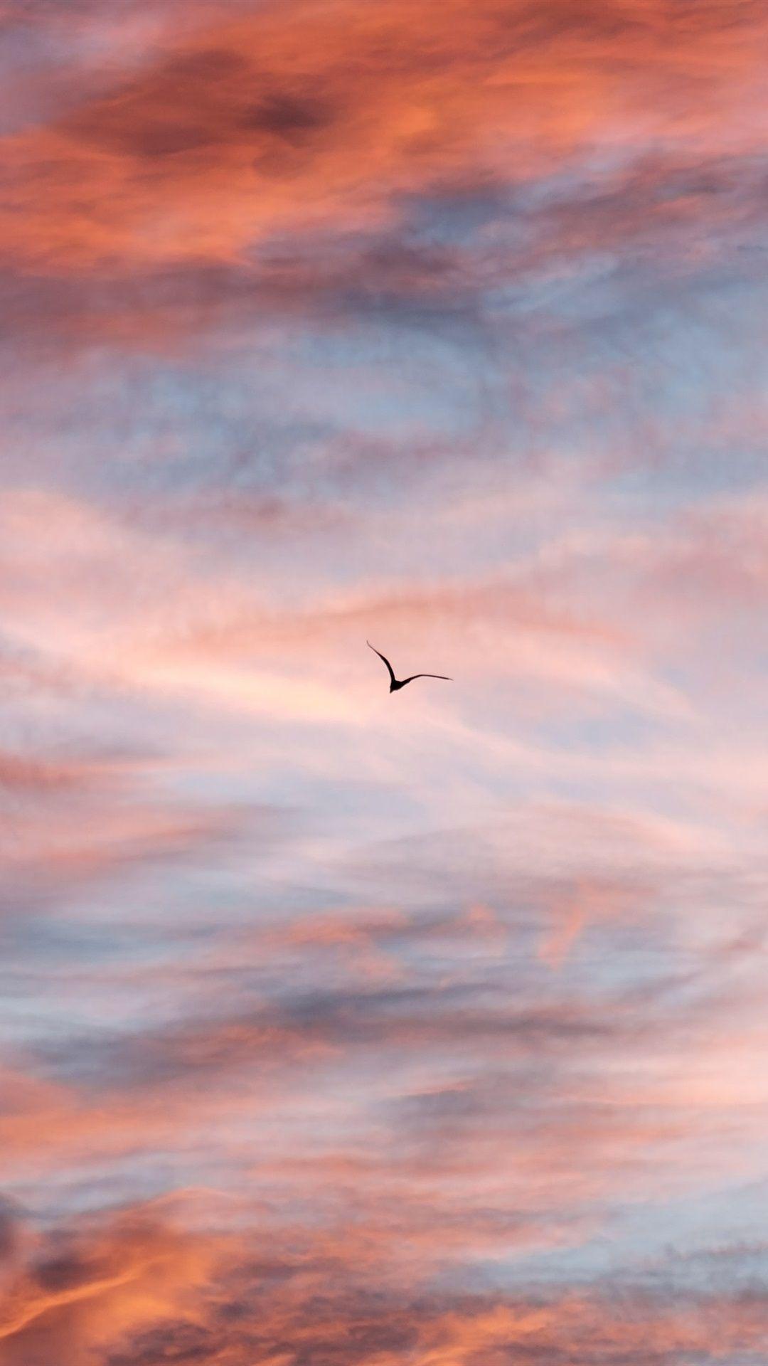 Birds and Clouds Wallpapers Top Free Birds and Clouds Backgrounds