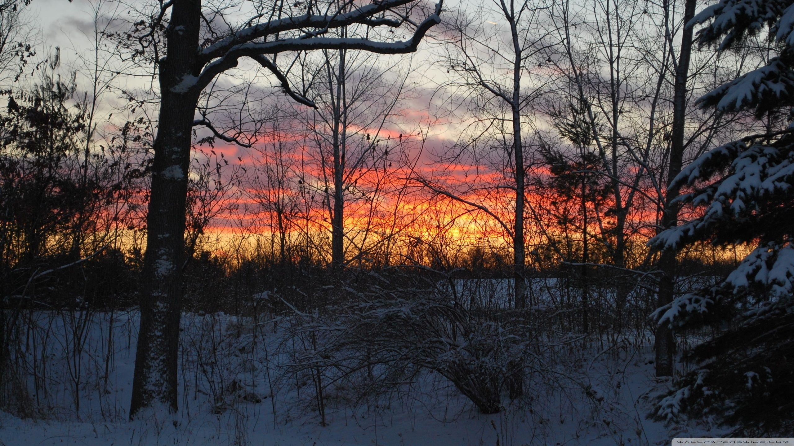 2560x1440 Trees, Winter Dusk Ultra HD Desktop Background Wallpaper for 4K UHD TV : Multi Display, Dual Monitor : Tablet
