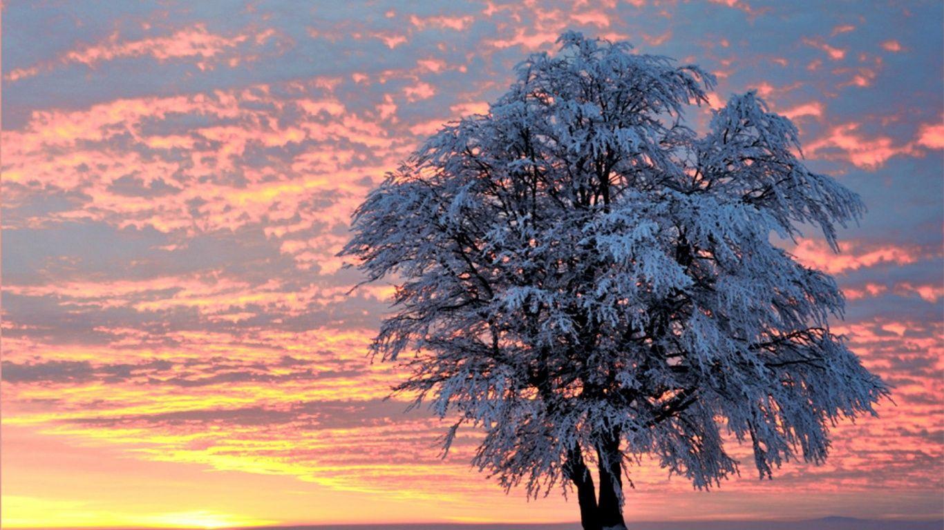 1366x768 Sunset Winter Tree desktop PC and Mac wallpaper