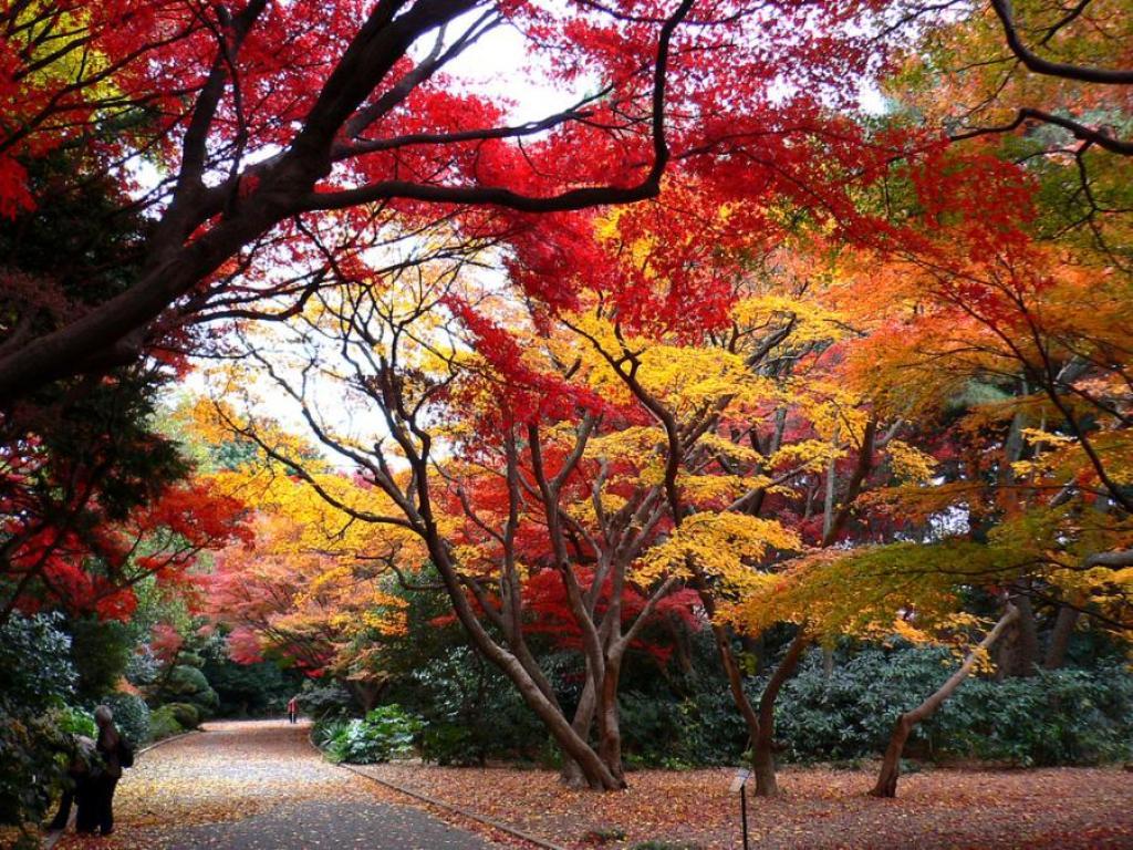 1024x768 Shinjuku Gyoen Wallpaper