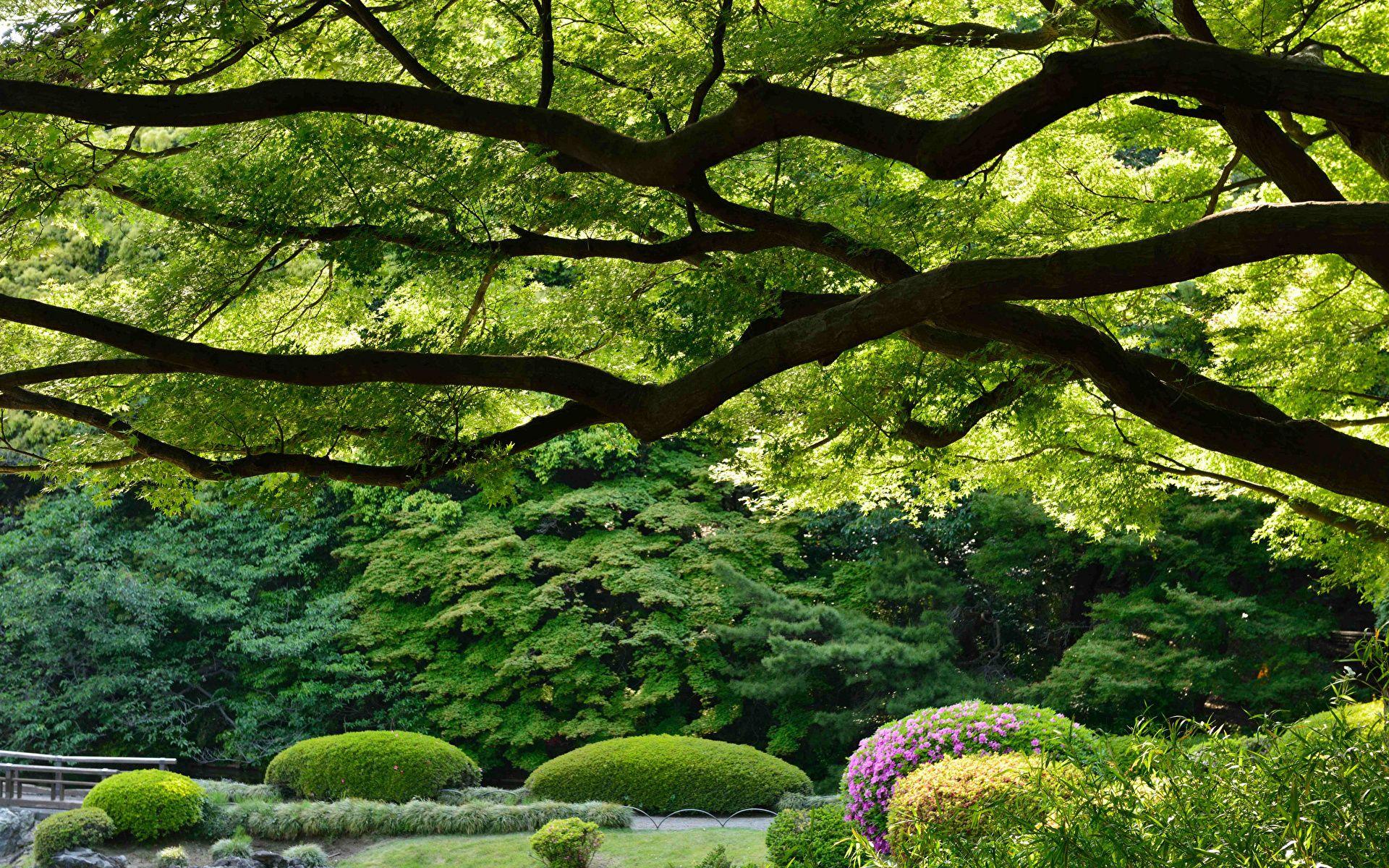 1920x1200 Japan Shinjuku Gyoen Nature Gardens Branches 1920x1200
