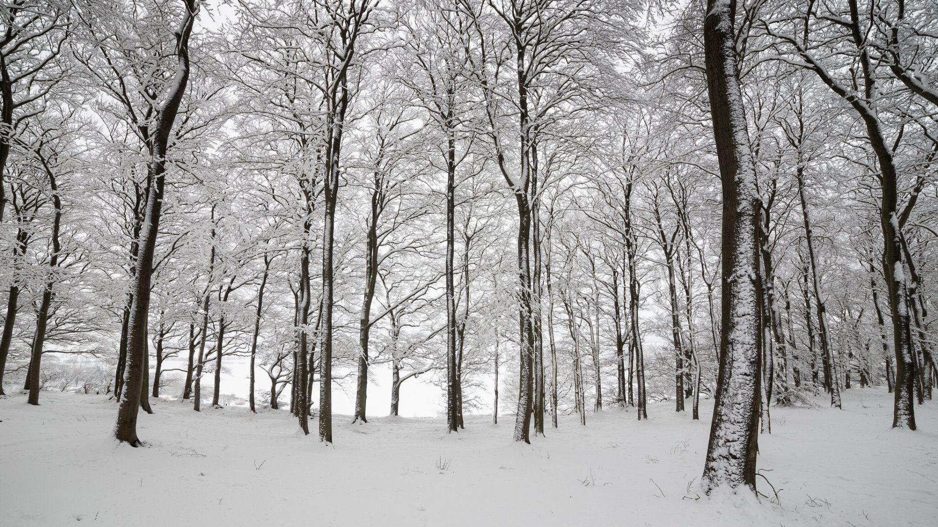 1920x1080 Download desktop wallpaper England Winter Forest Snow 1920x1080