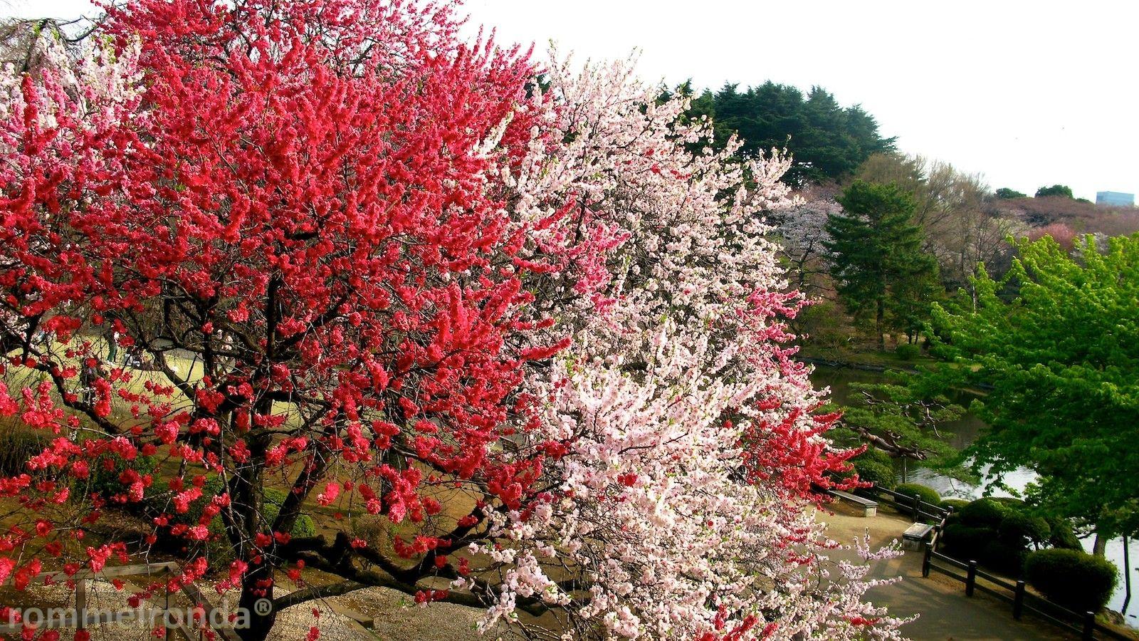 1600x900 Miscellaneous: Shinjuku Tree Cherry Spring Blossom Japanese Pink