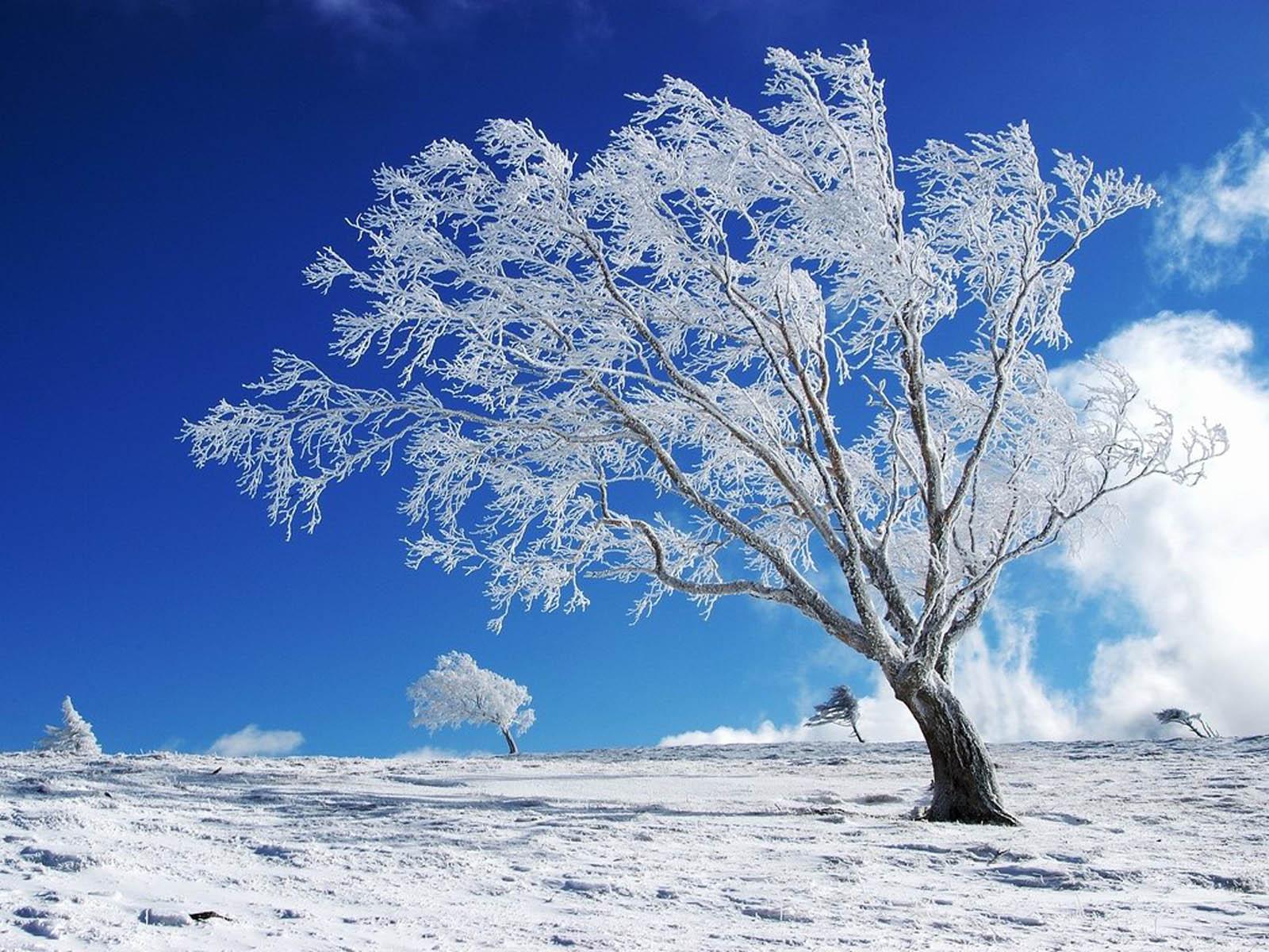 1600x1200 Google Image Winter Desktop Wallpaper
