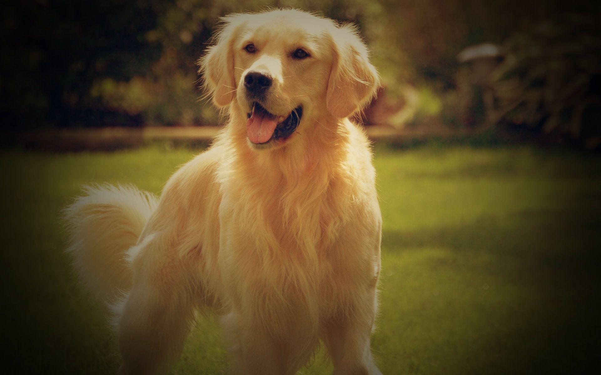 1920x1200 Golden Retriever Dogs Wallpaper HD 3