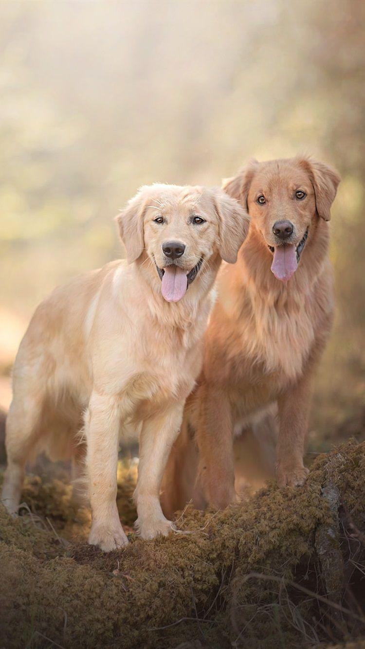 Golden Retriever iPhone Wallpapers - Top Free Golden Retriever iPhone