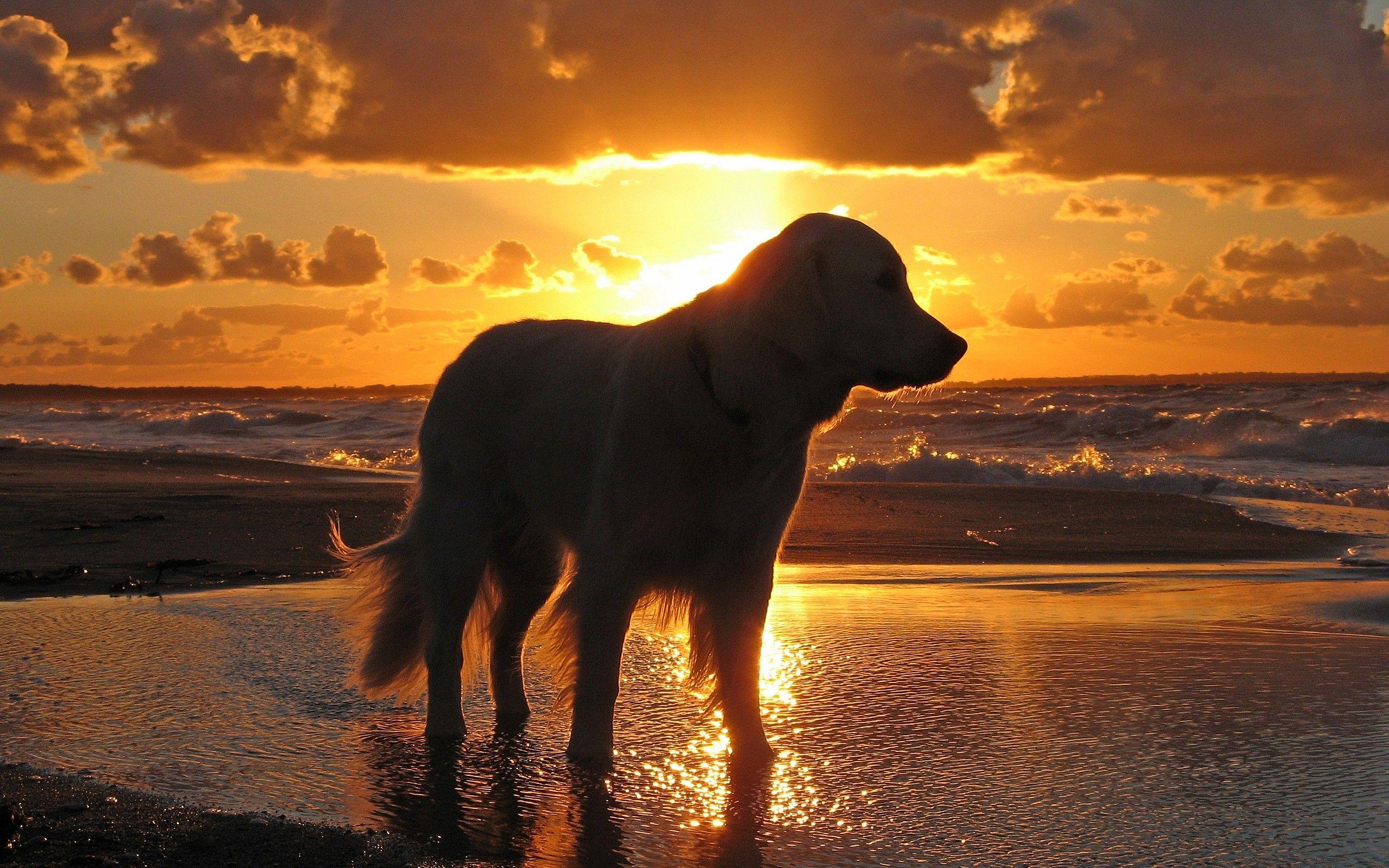 Golden Dogs Wallpapers - Top Free Golden Dogs Backgrounds - WallpaperAccess