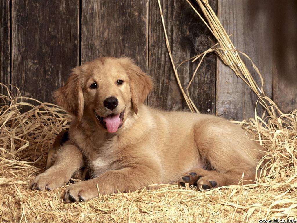 1024x768 image of golden retriever dogs wallpaper