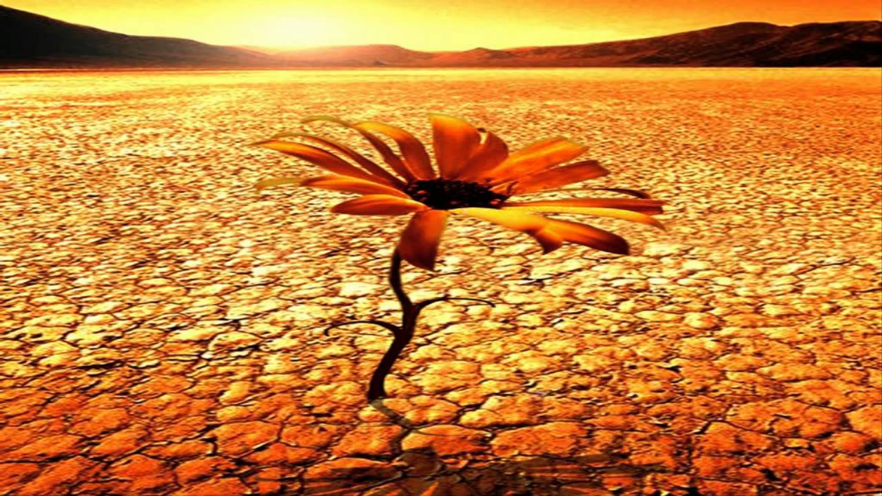 1280x720 Desert Flowers Wallpaper