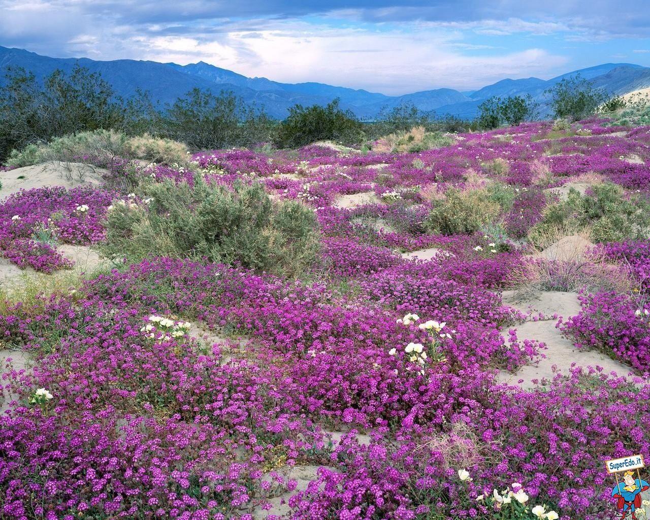 1280x1024 meadows_of_flowers_ (1280×1024). HD nature wallpaper, California wallpaper, Desert flowers