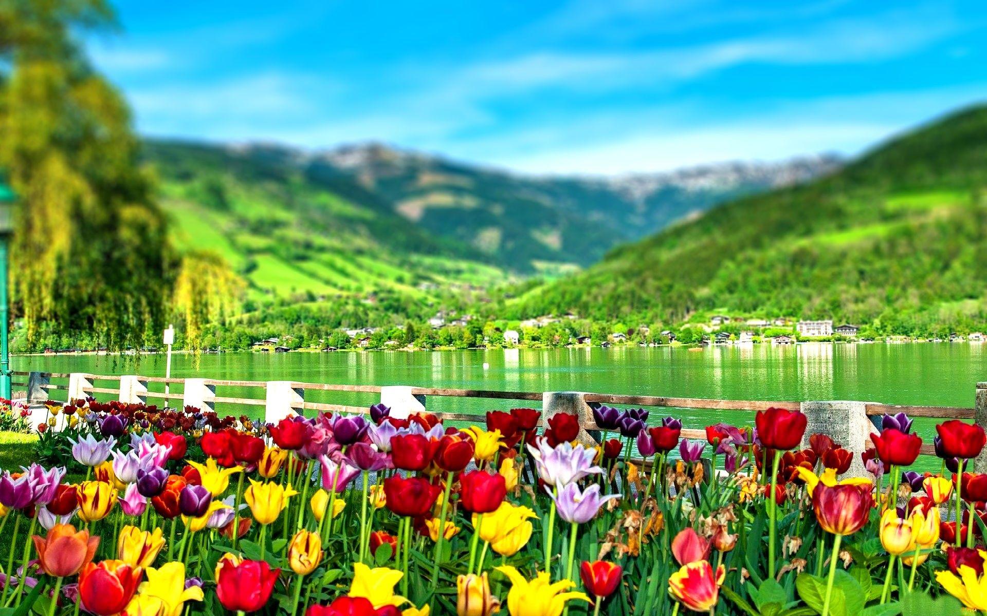 Flowers and Lakes Wallpapers Top Free Flowers and Lakes Backgrounds
