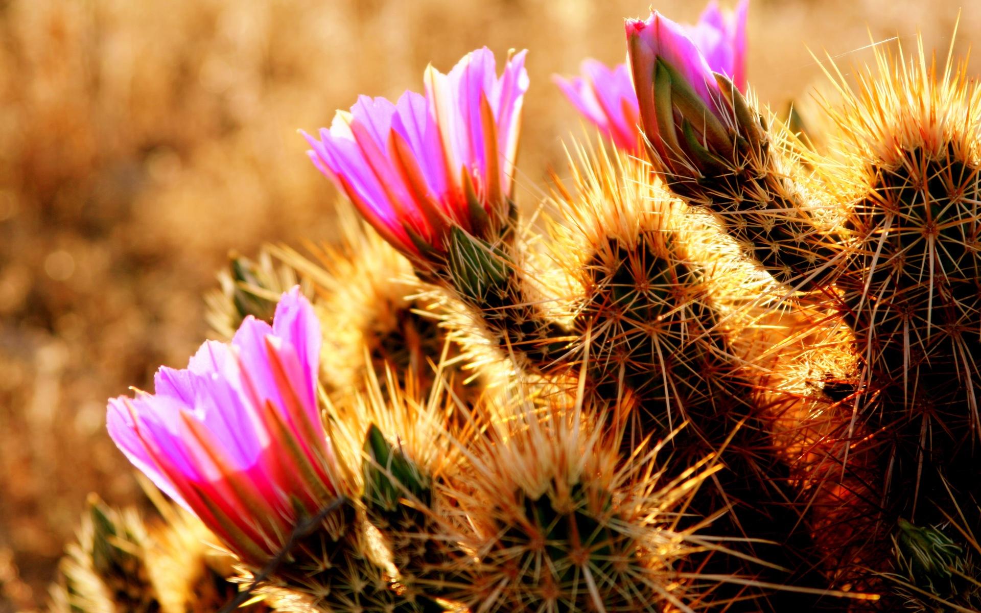 Desert Flowers Wallpapers - Top Free Desert Flowers Backgrounds ...