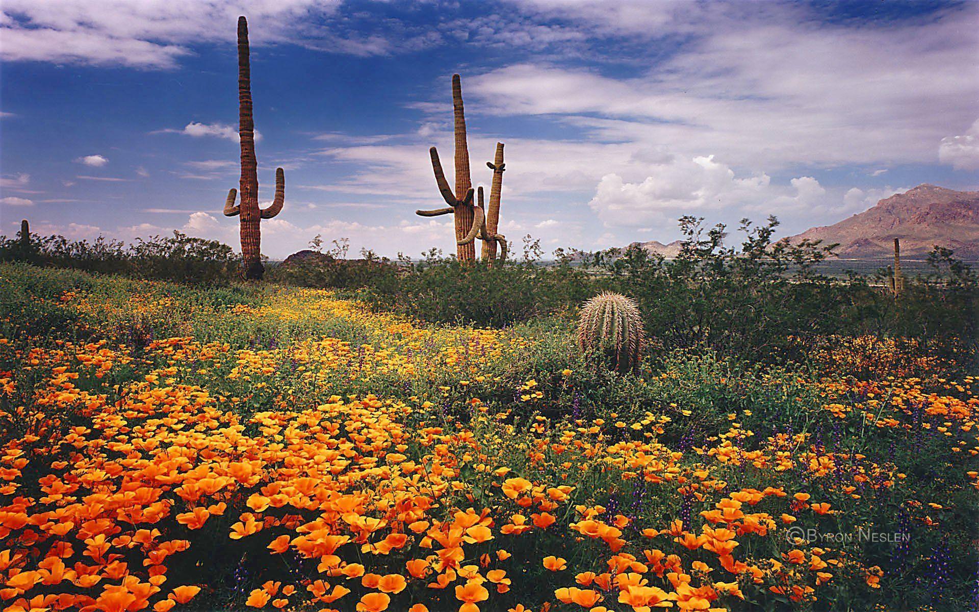 Desert Flowers Wallpapers - Top Free Desert Flowers Backgrounds