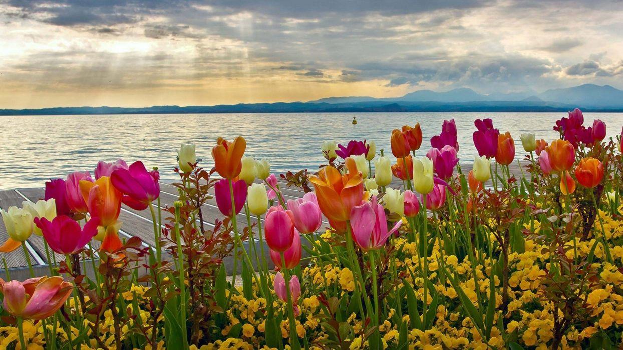 1244x700 Mountain Of Tulips Wallpaper
