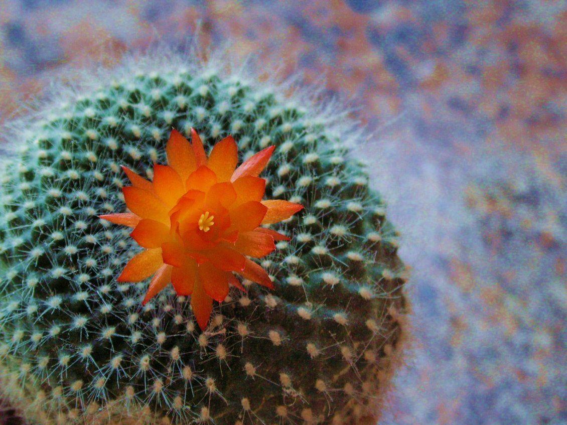 1130x847 Macro orange cactus flower plant from desert