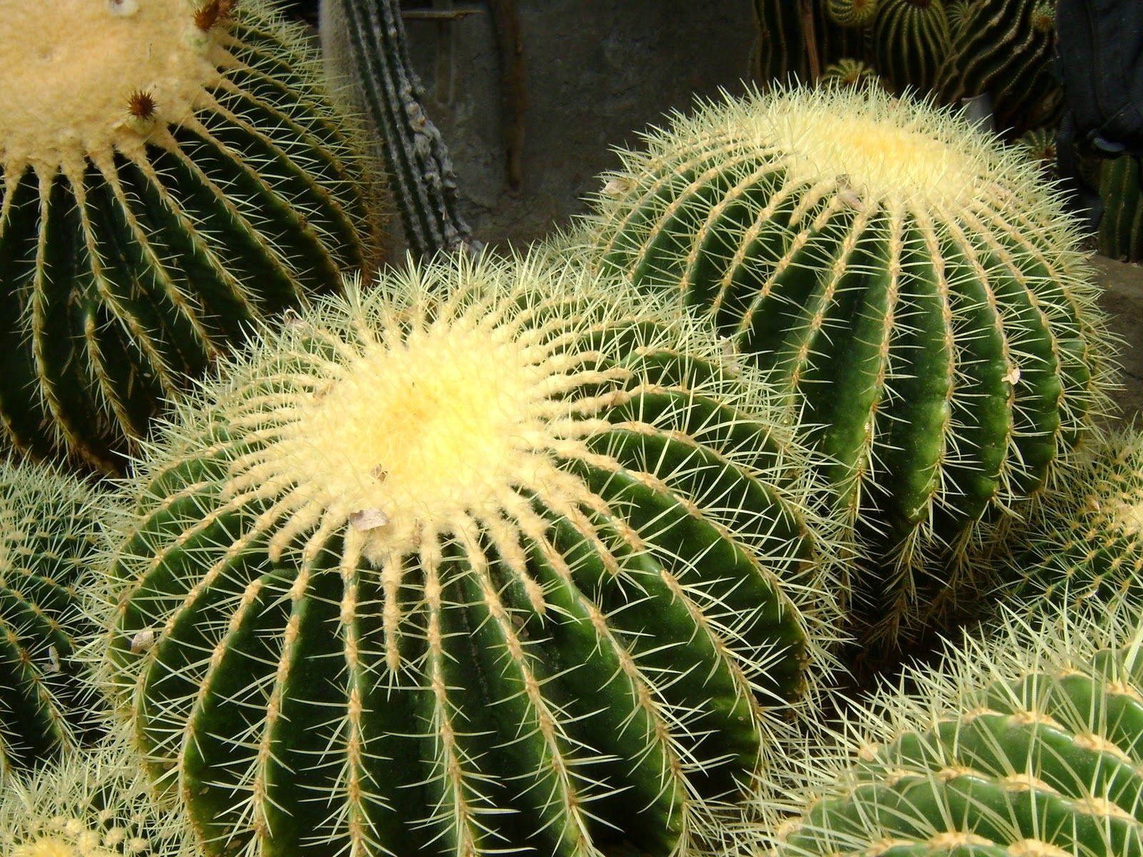 1600x1200 Cactus Wallpaper