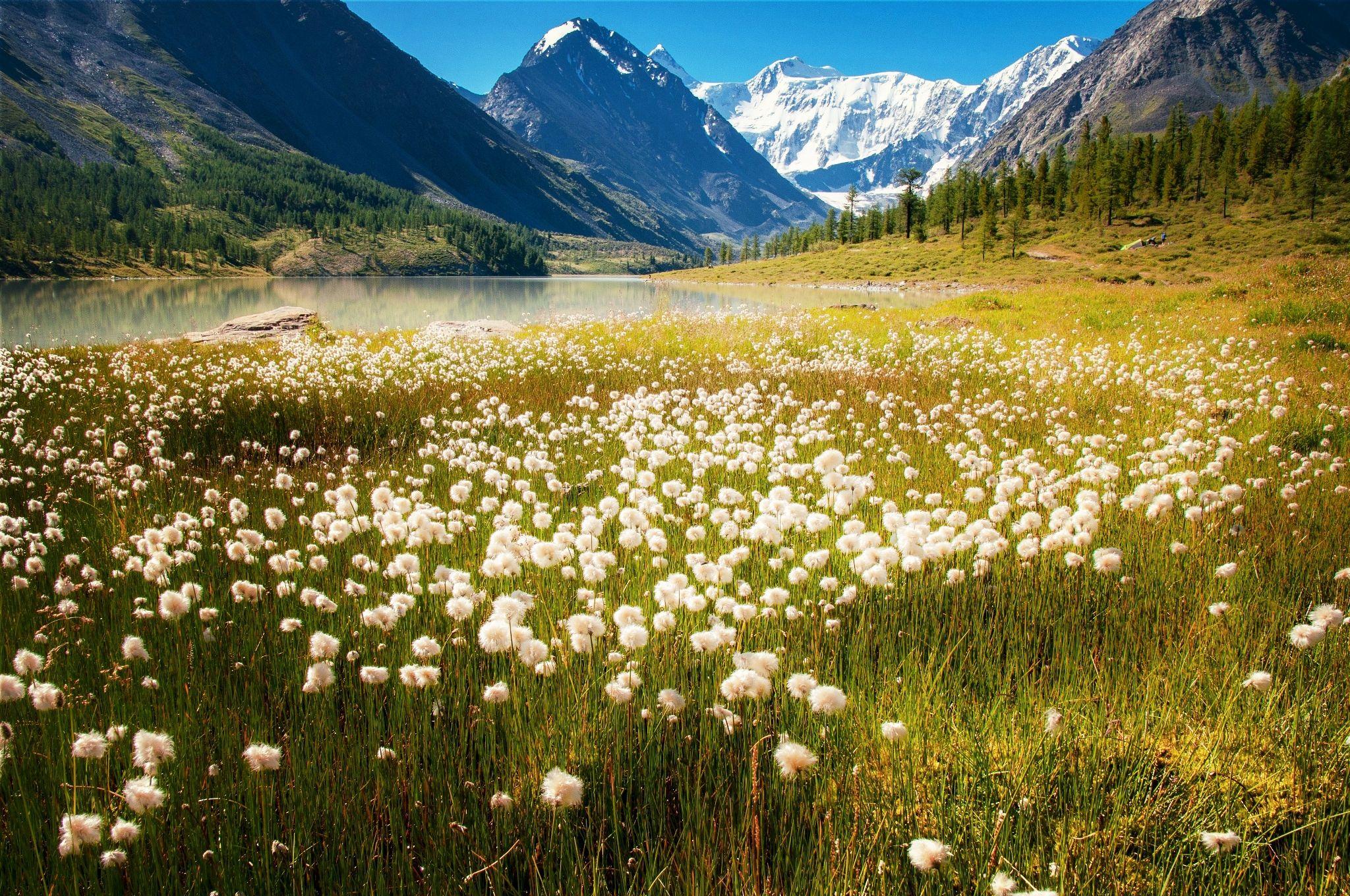 2048x1360 blue sky, flowers, mountains, summer, beautiful, lakes, snowy peaks, grass, Altai, forest wallpaper