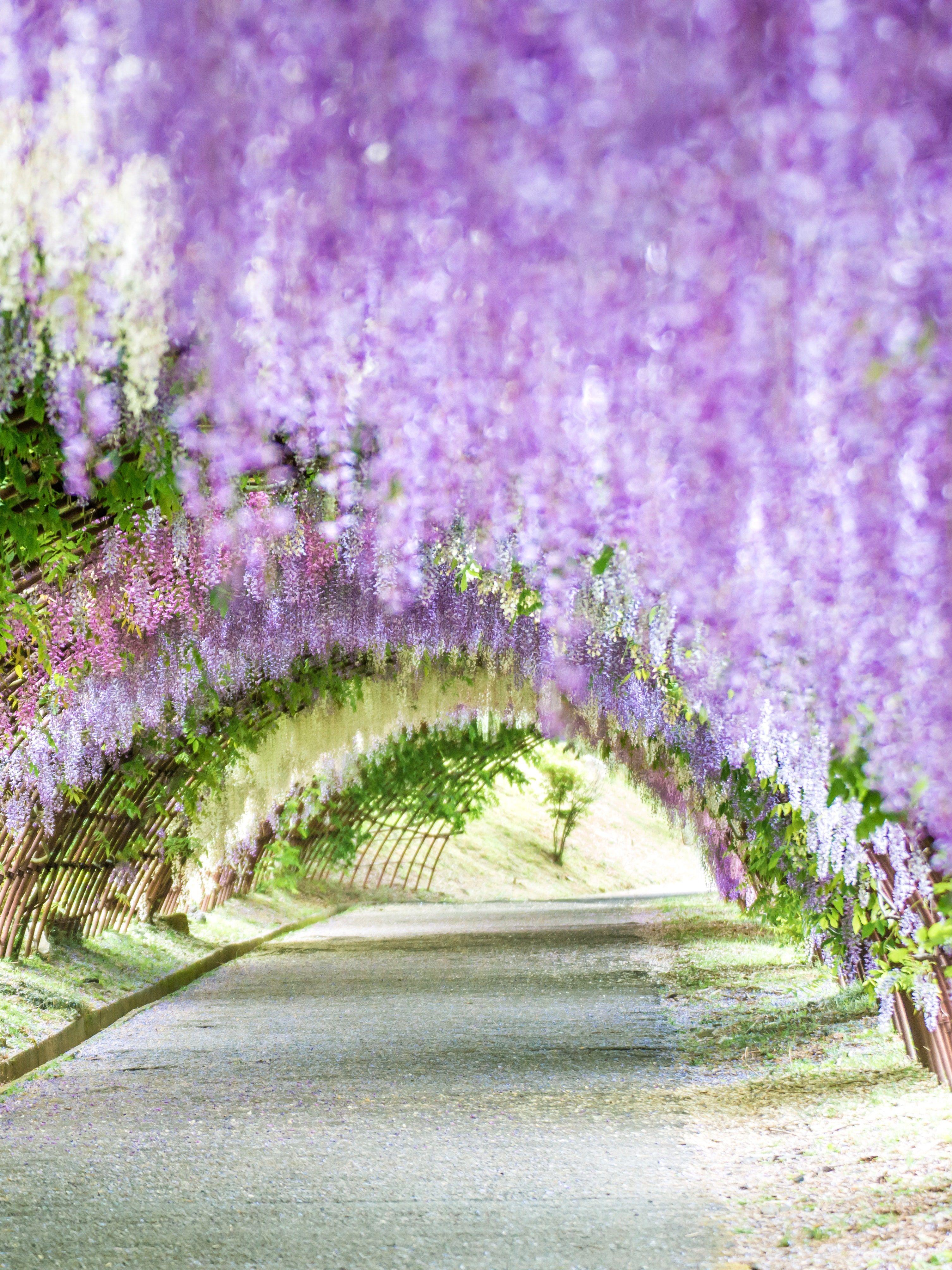 3012x4016 Spring Flower Picture from Around the World. Condé Nast Traveler