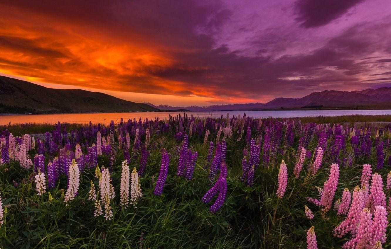 1332x850 Wallpaper sunset, flowers, lake, New Zealand, Lake Tekapo, lupins image for desktop, section пейзажи