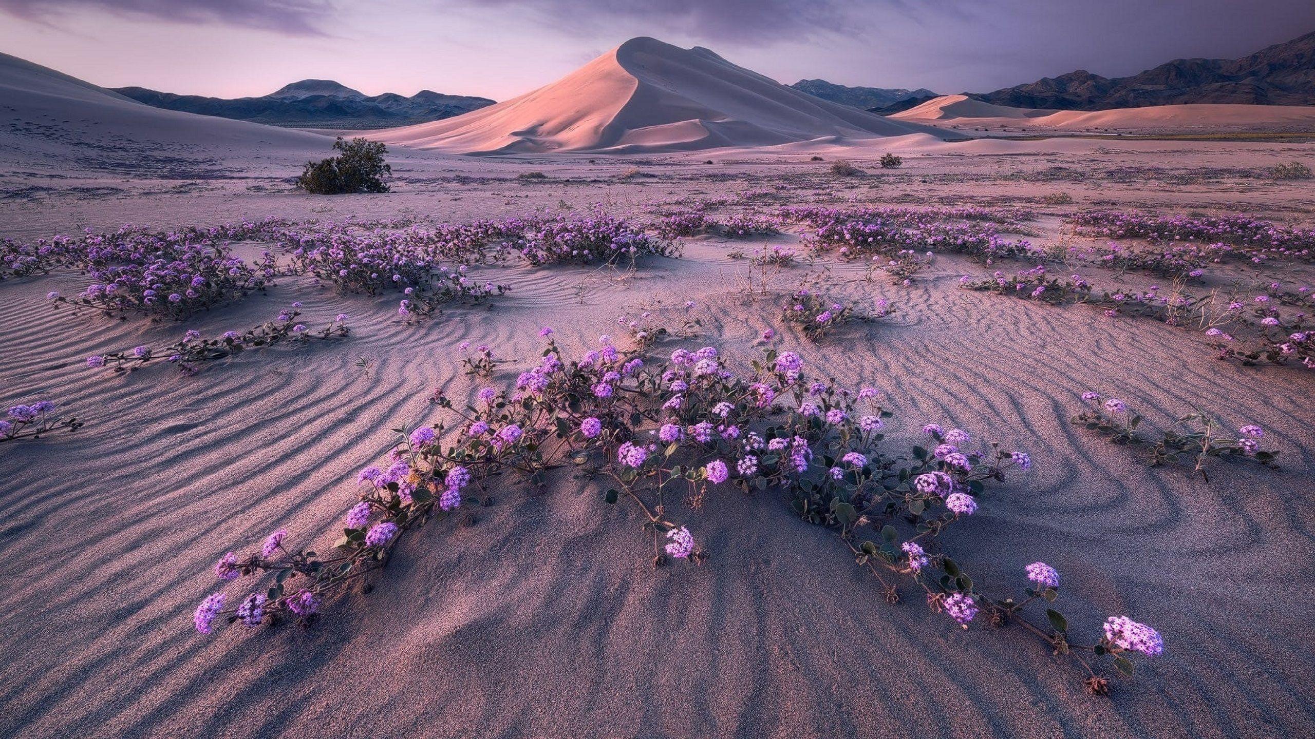journey desert flower