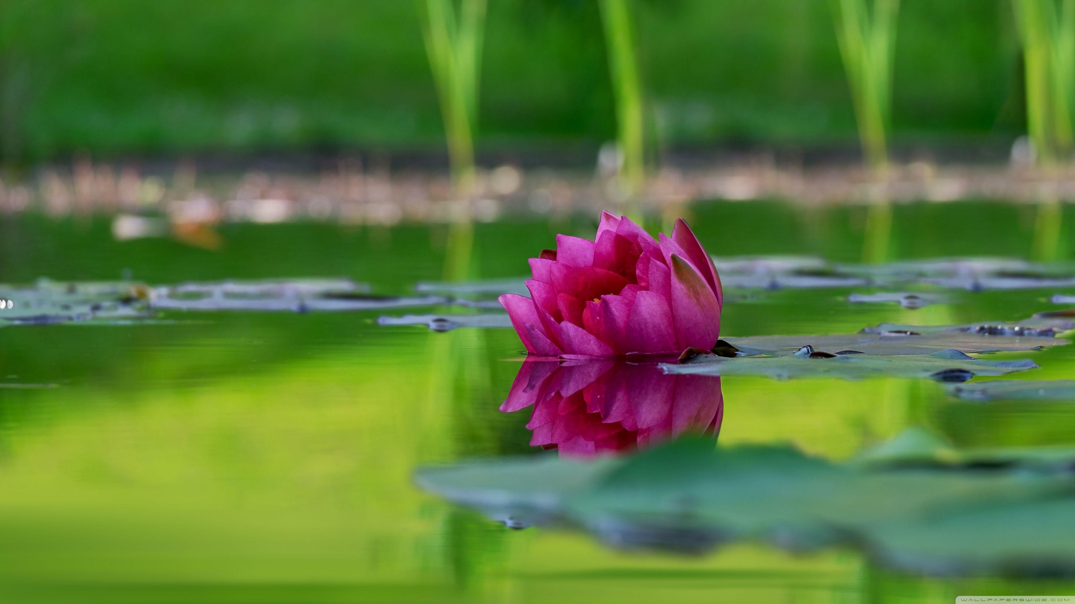 3554x1999 Lotus Flower, Green Lake Ultra HD Desktop Background Wallpaper for & Triple : Tablet