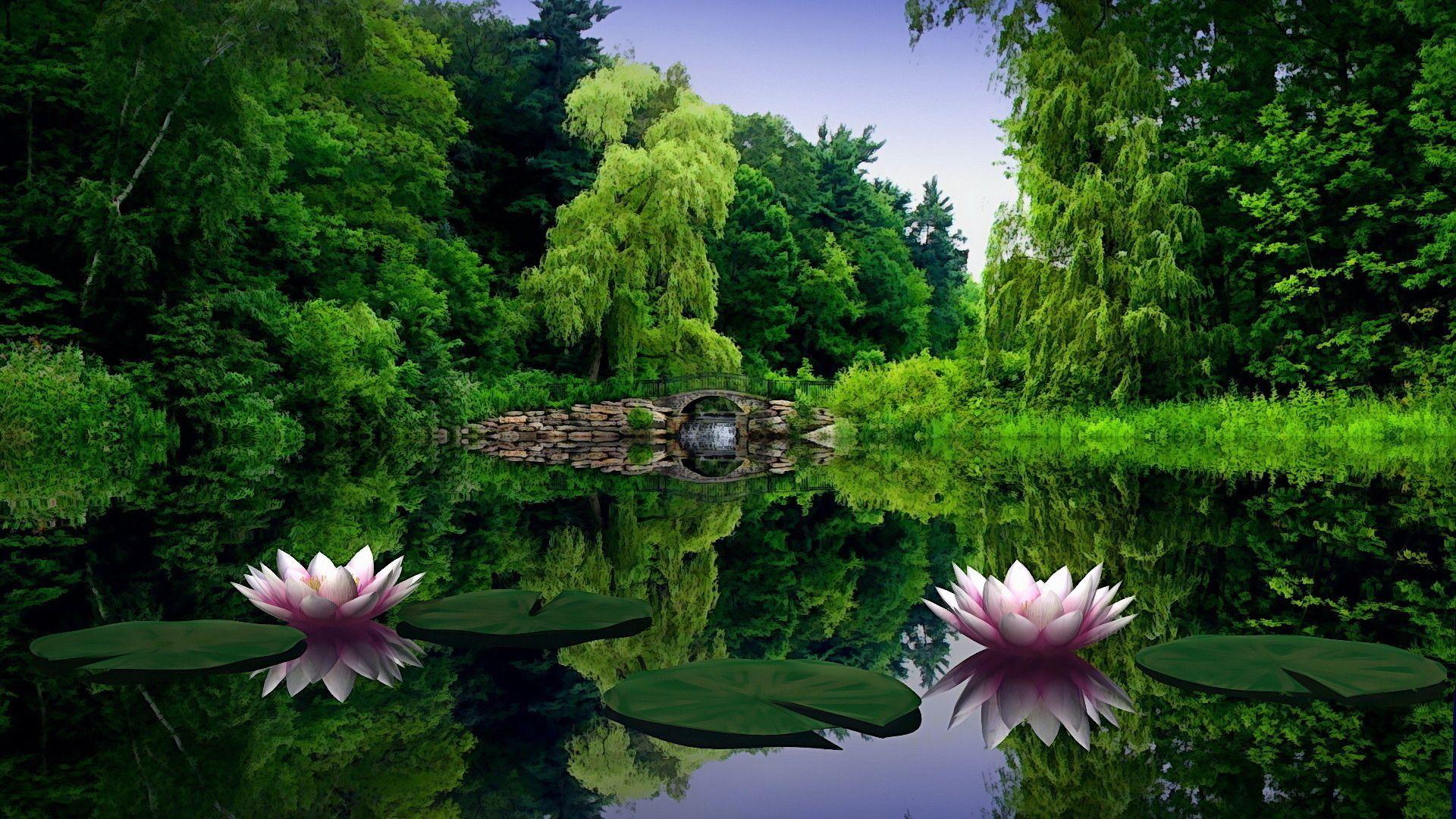 1920x1080 Amazing Lotus Lake Wallpaper. Nature desktop, Green nature, Green nature wallpaper