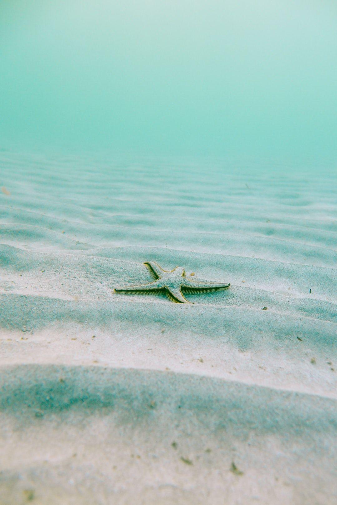 1080x1618 Download this free HD photo of starfish, ocean, sand and underwater in Spain by Linus Nylund. Ocean picture, Mermaid wallpaper, Underwater image