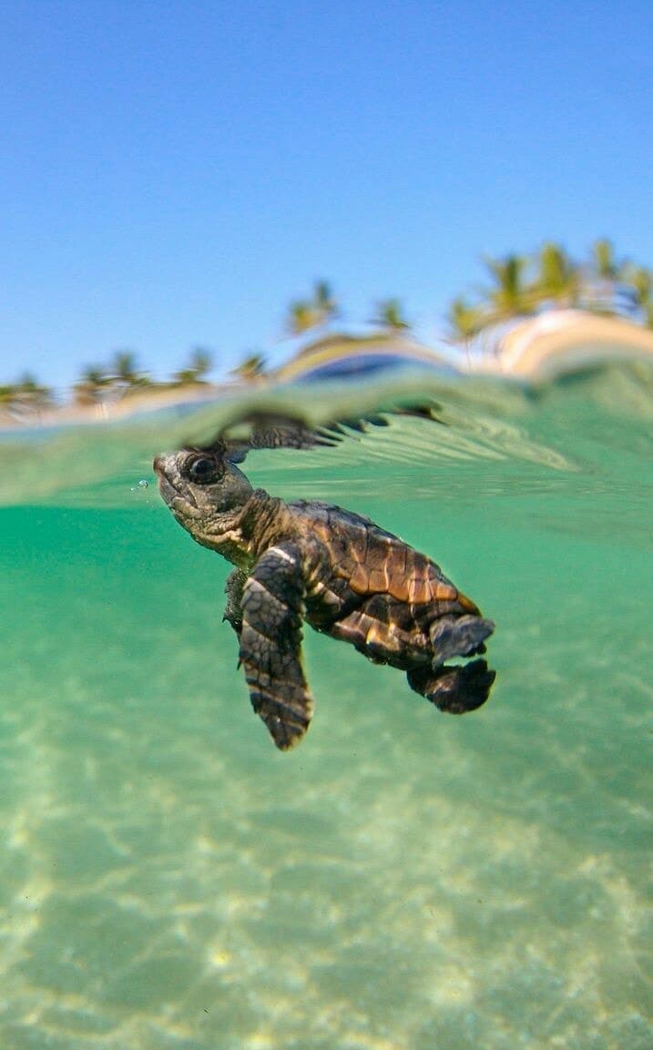 SEA TURTLES Wallpaper - Download to your mobile from PHONEKY