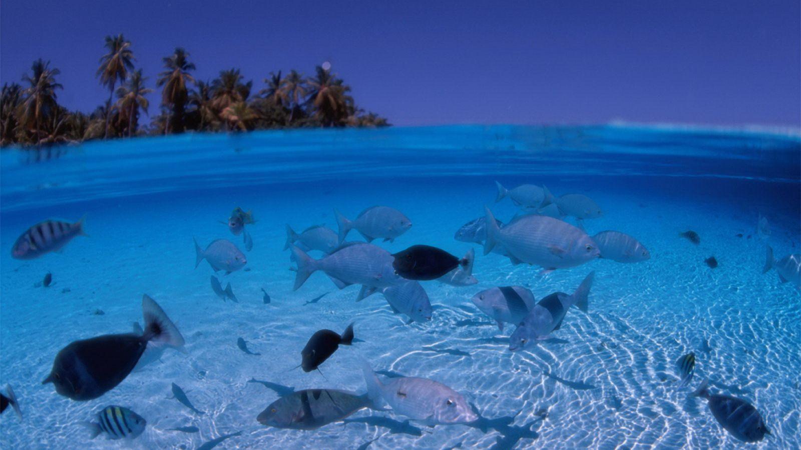 1600x900 Free download Desktop wallpaper Underwater desktop wallpaper [1600x1200] for your Desktop, Mobile & Tablet. Explore Bing Summer Wallpaper for Desktop. Bing Wallpaper, Bing Animal Wallpaper Free Download, Bing Summer Wallpaper