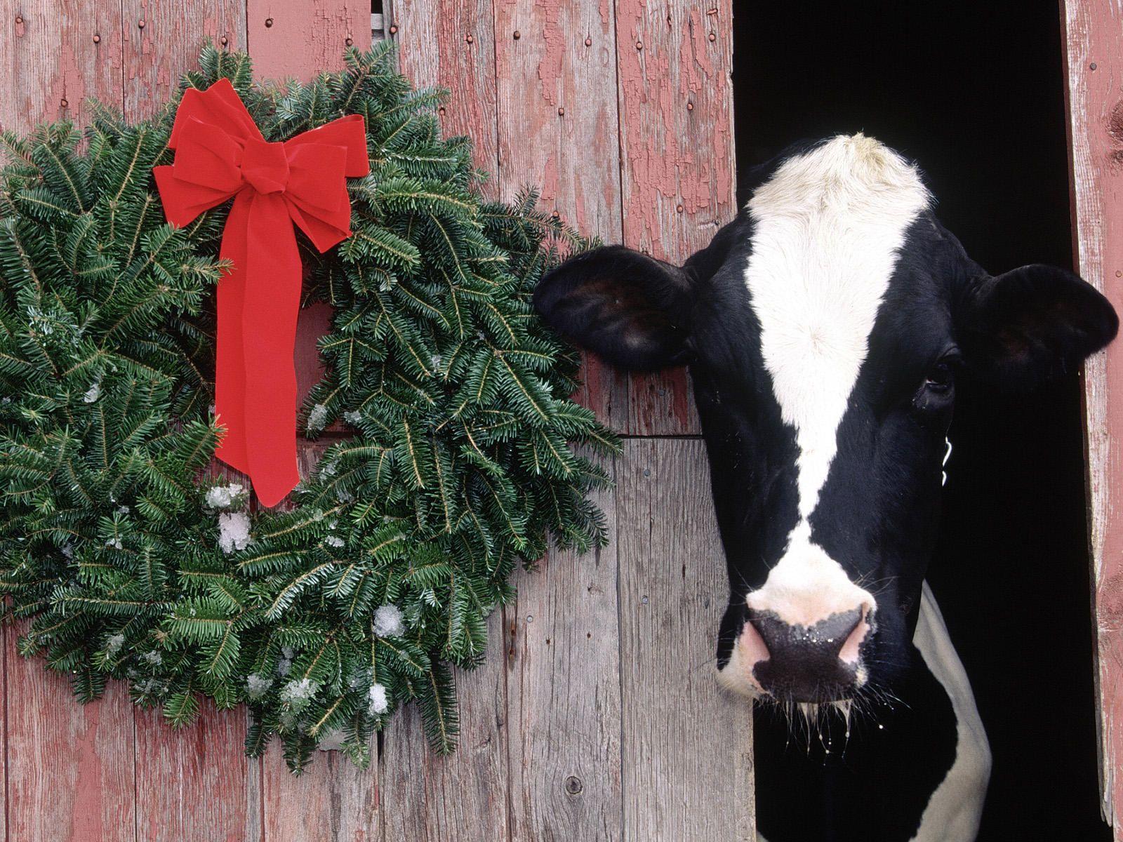 4500 Christmas Cow Stock Photos Pictures  RoyaltyFree Images  iStock   Christmas farm Snowman Country christmas