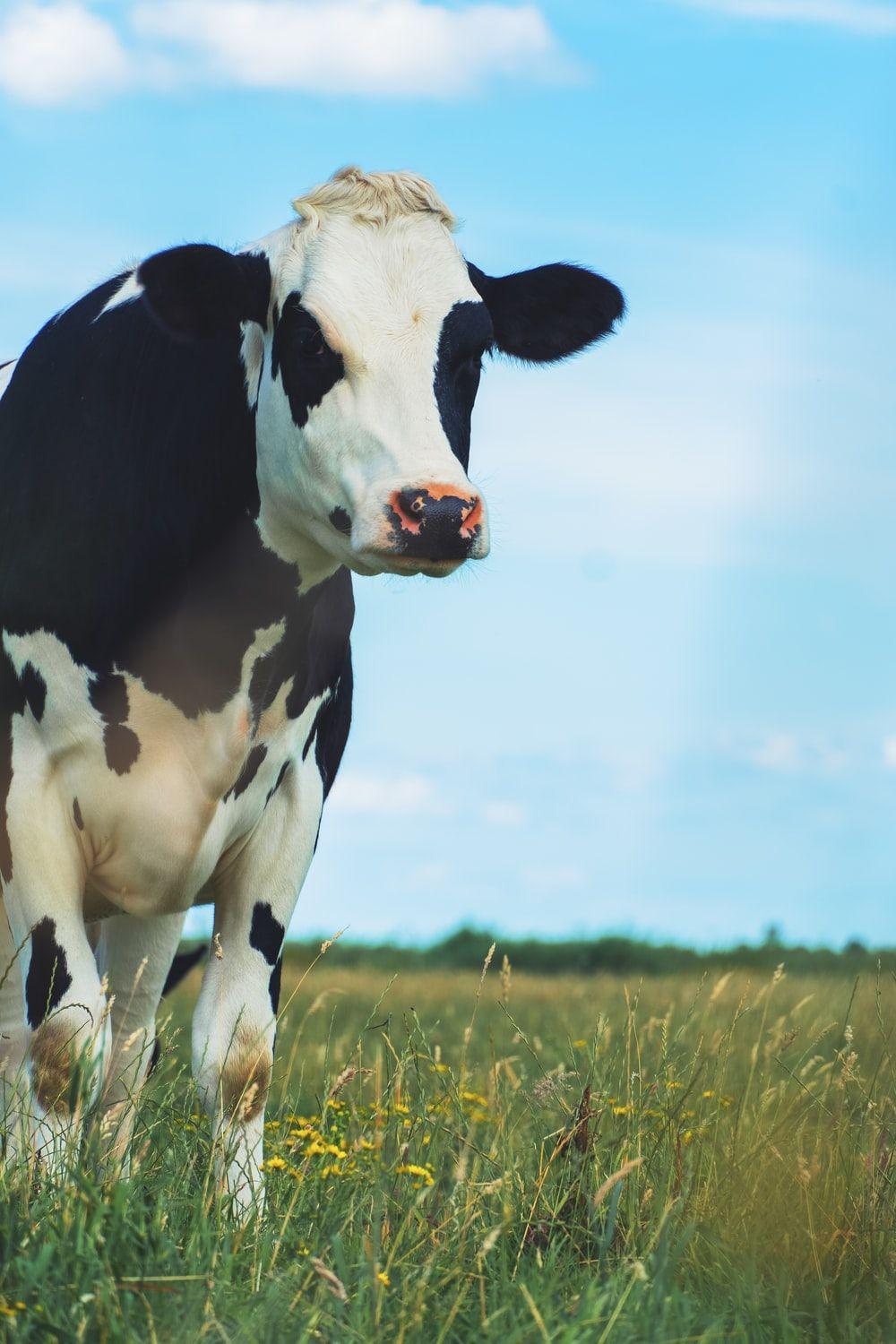 1000x1500 Free Cow Picture & .com