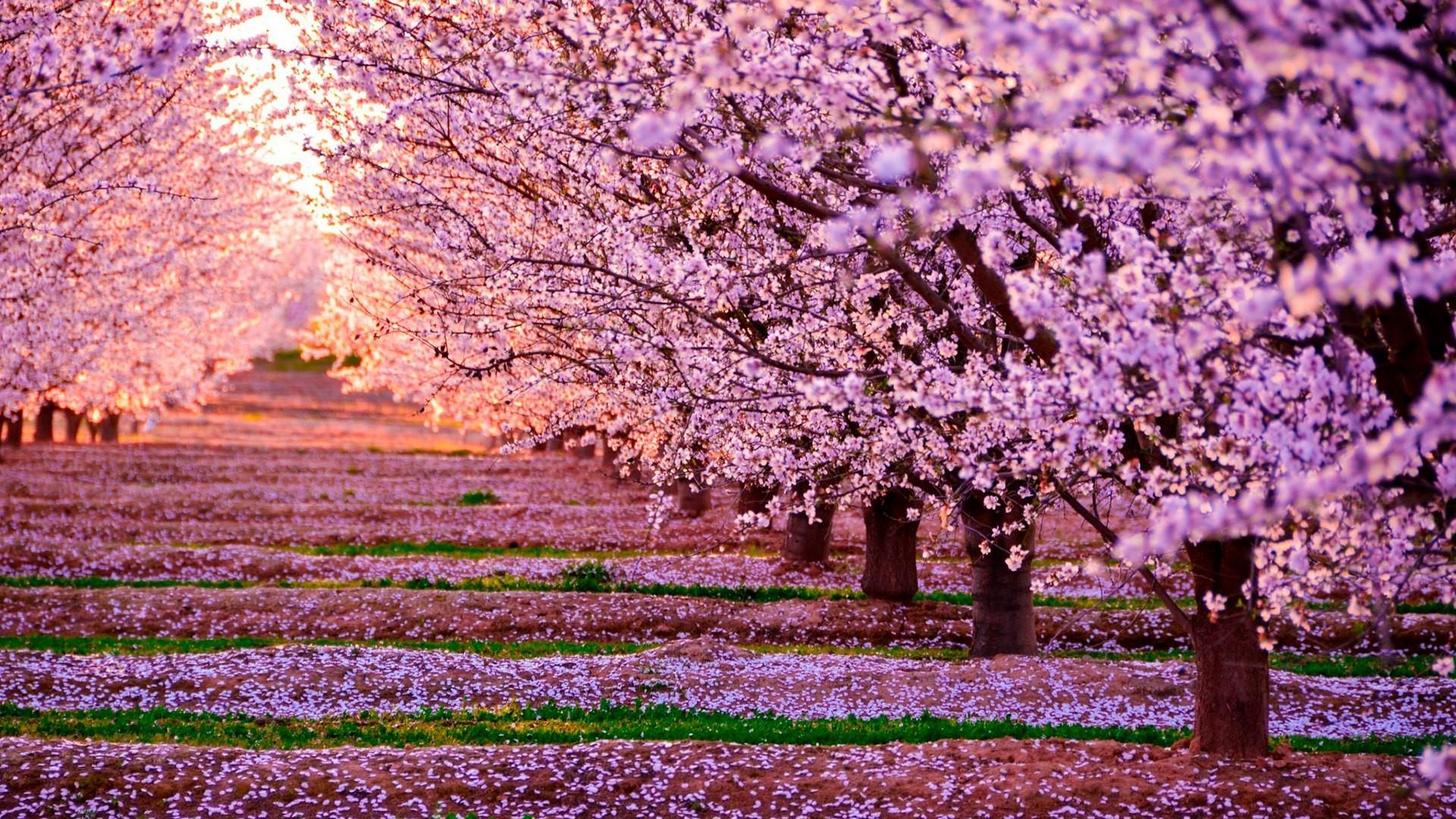 Cherry Blossom Wallpapers Top Free Cherry Blossom Backgrounds 