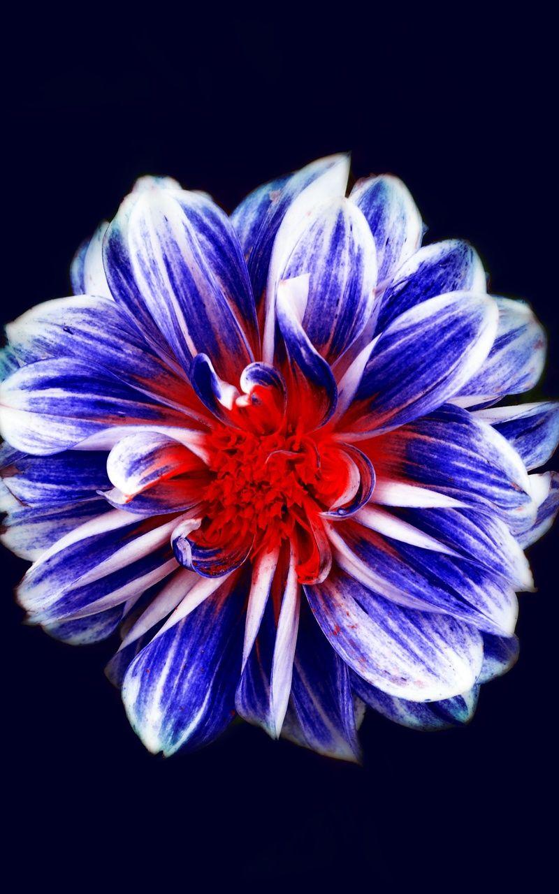 800x1280 Colorful Flower Art Nexus Samsung Galaxy Tab Note Android Tablets HD 4k Wallpaper, Image, Background, Photo and Picture