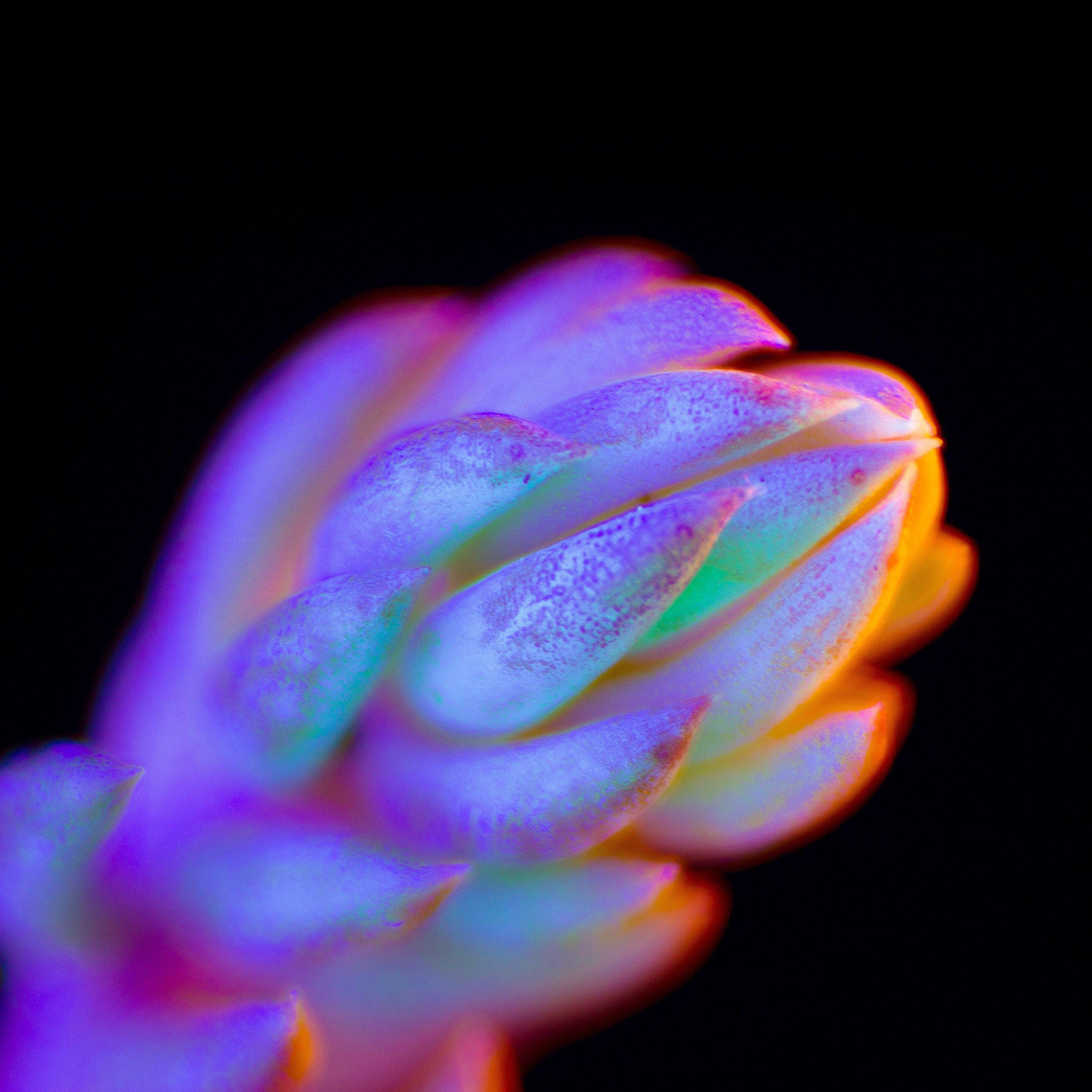 2732x2732 Color Flower Wallpaper