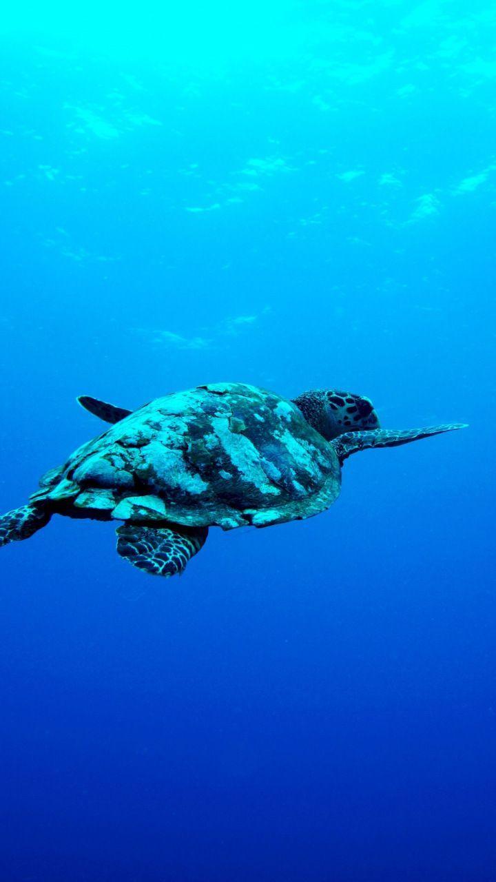 Swimming Turtle Wallpapers - Top Free Swimming Turtle Backgrounds ...