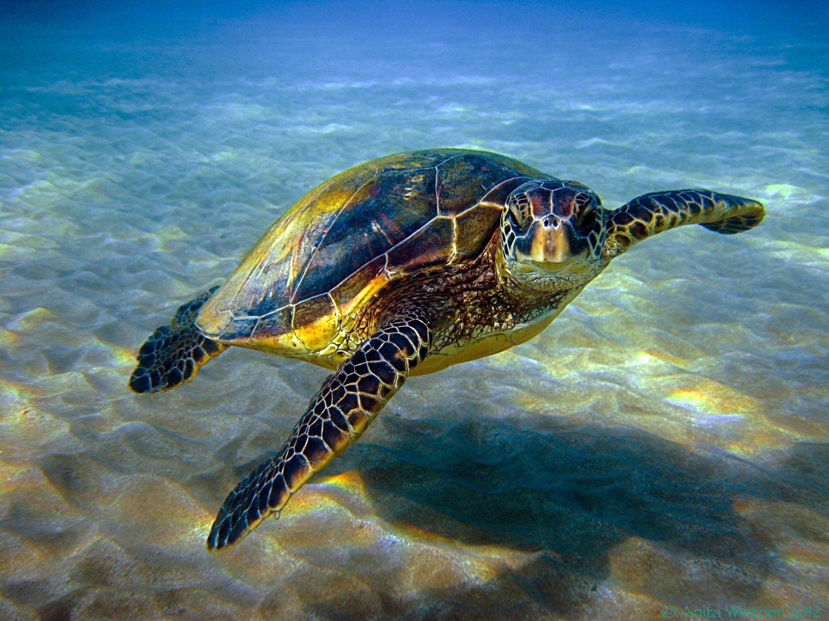 2880x2160 Turtle Swimming Background Wallpaper 19569