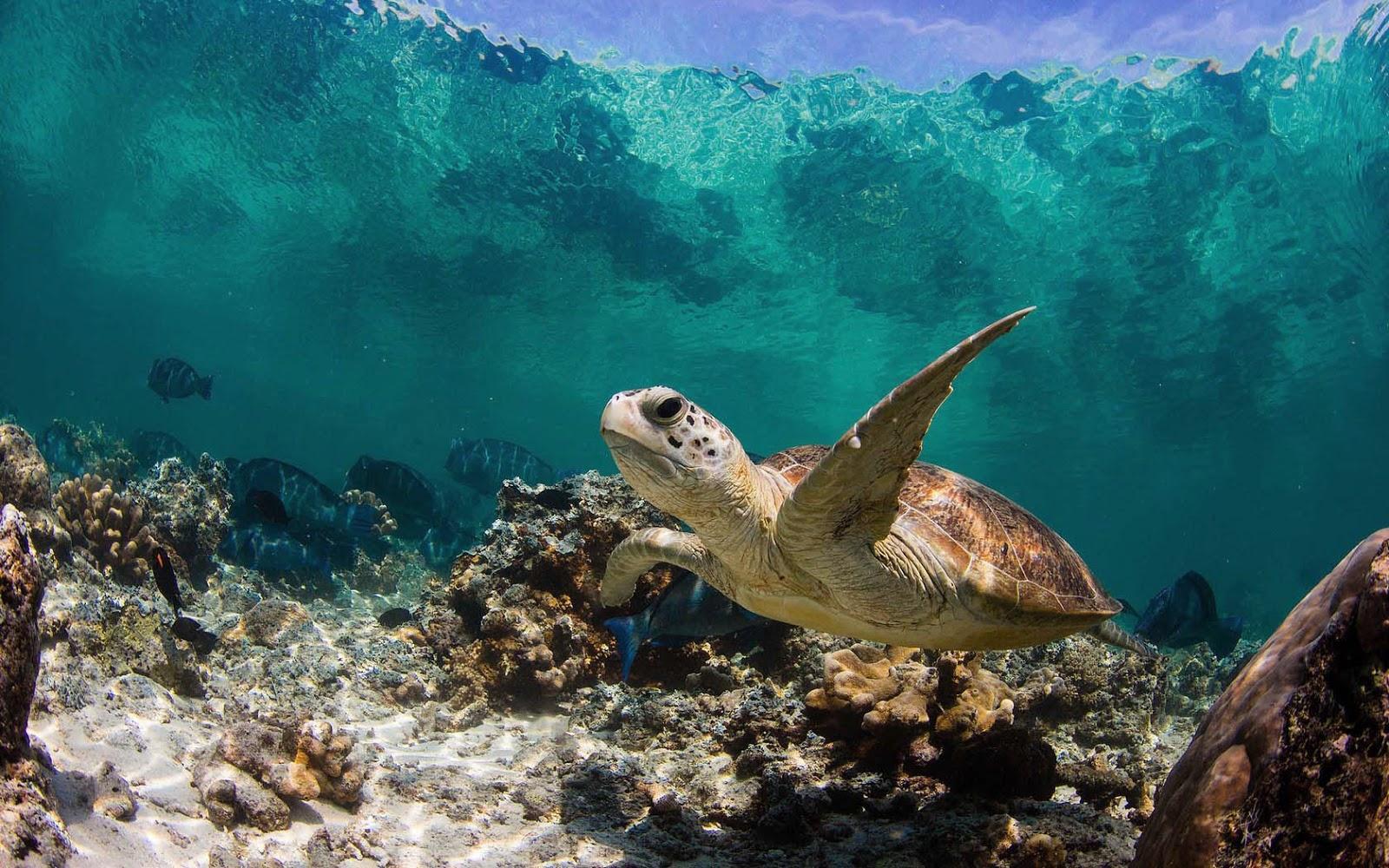 1600x1000 Turtle Underwater Wallpaper
