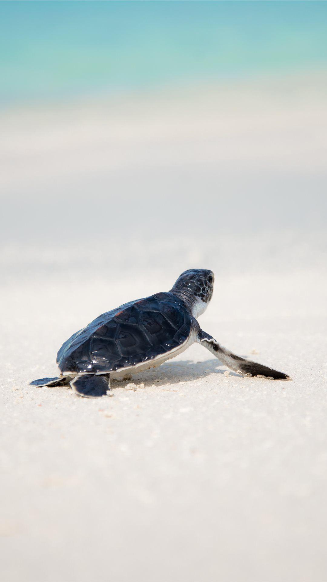 1080x1920 Baby Sea Turtle Wallpaper
