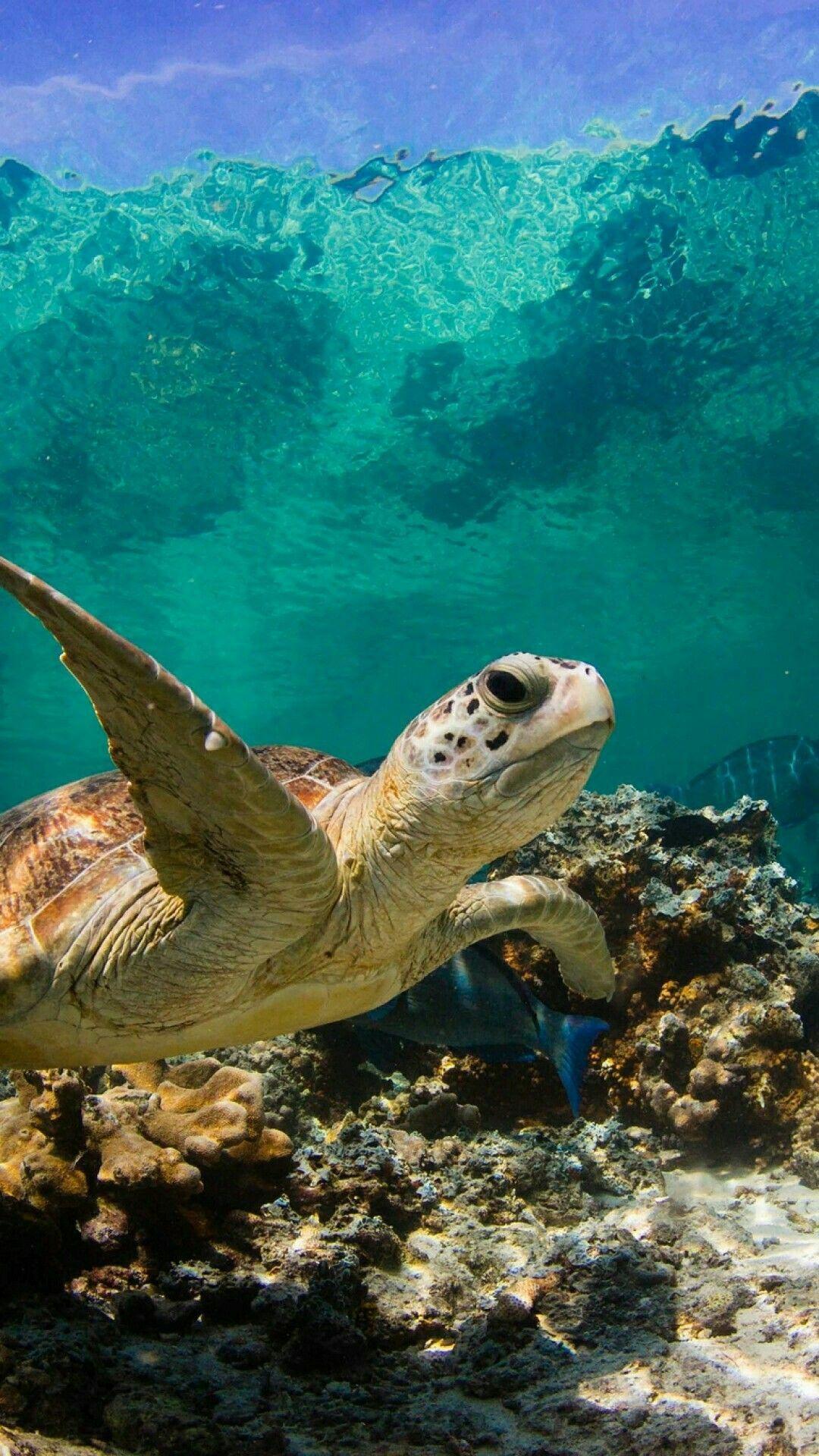 1080x1920 Sea Turtle. Sea turtle wallpaper, Sea animals, Sea turtle picture