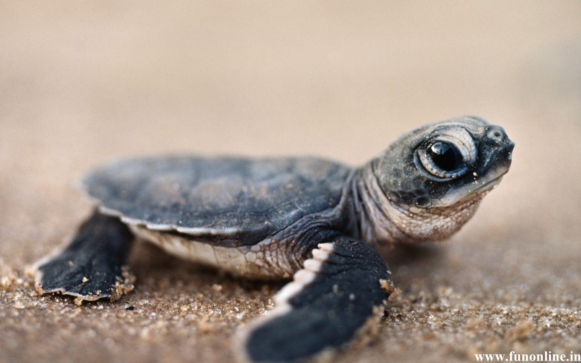 1920x1200 Sea Turtle Background Wallpaper