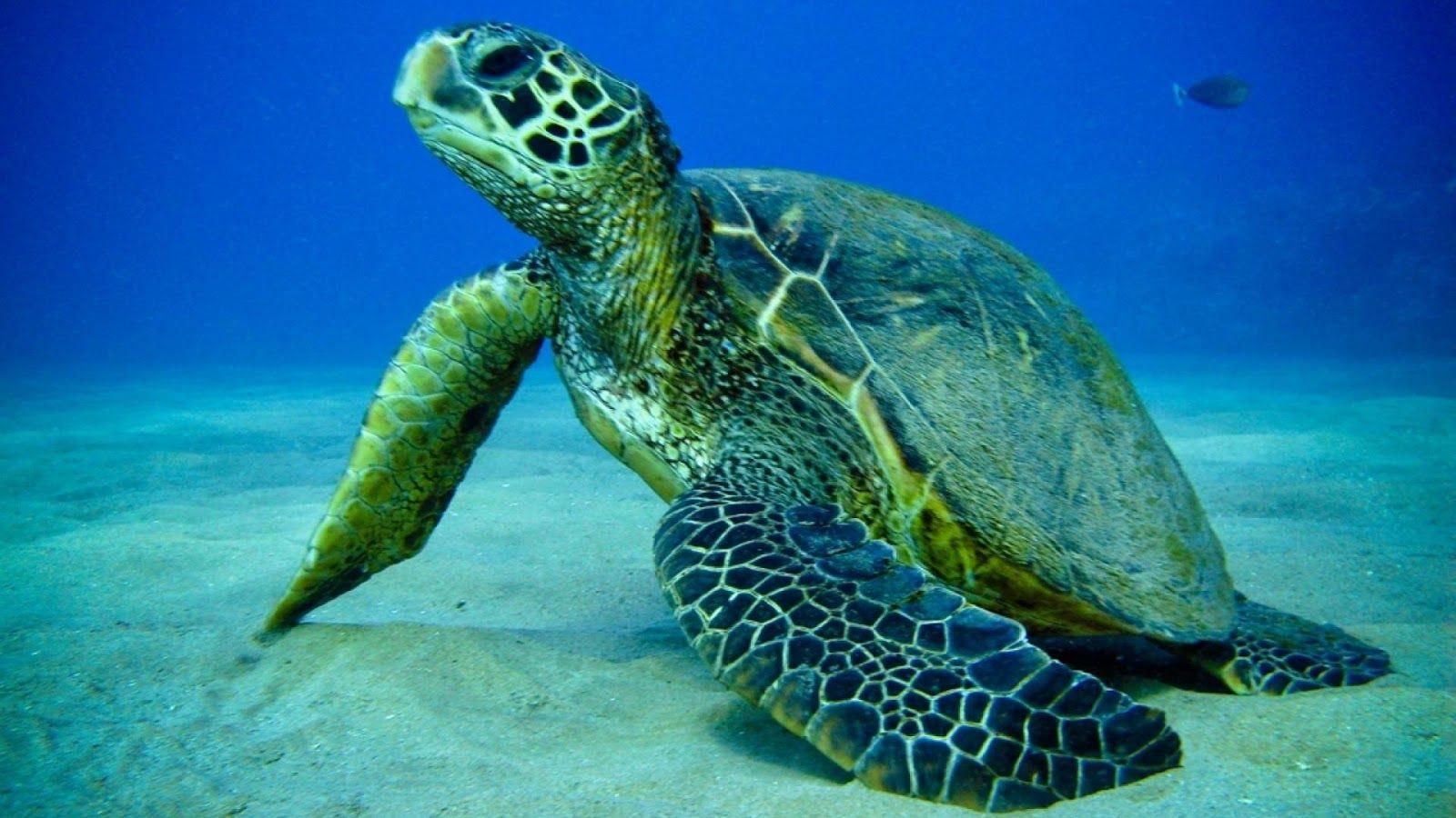 1600x900 HD Turtle Wallpaper
