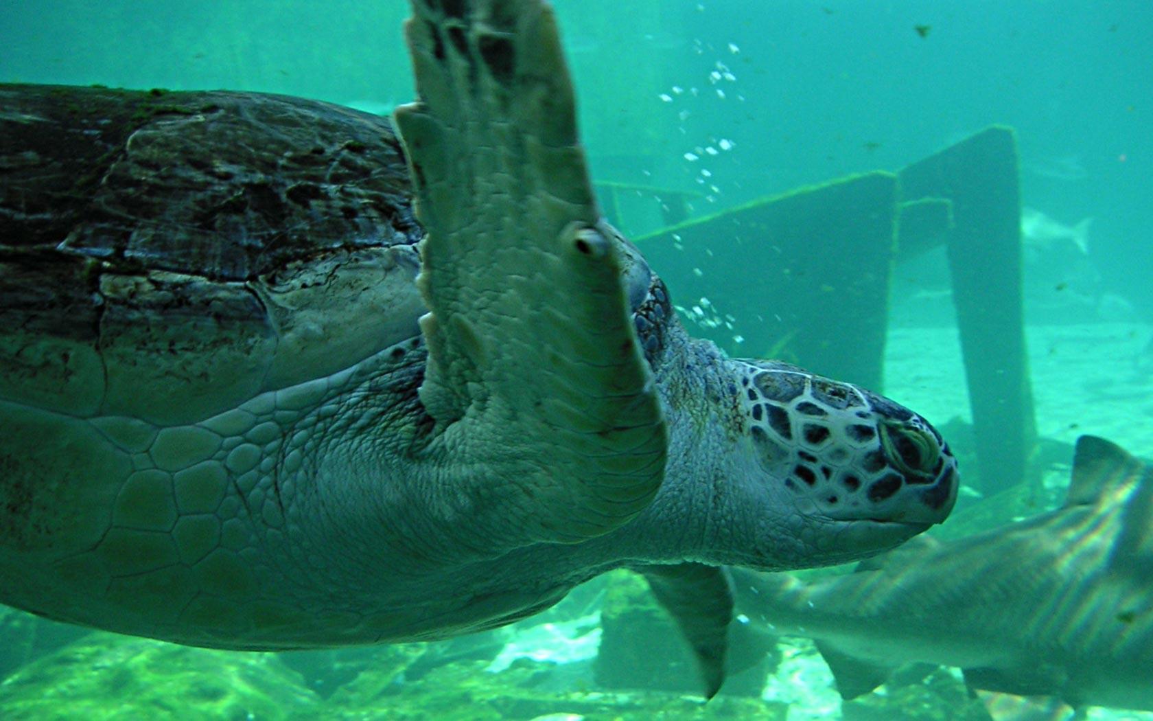 1680x1050 Swimming turtle wallpaper. Swimming turtle