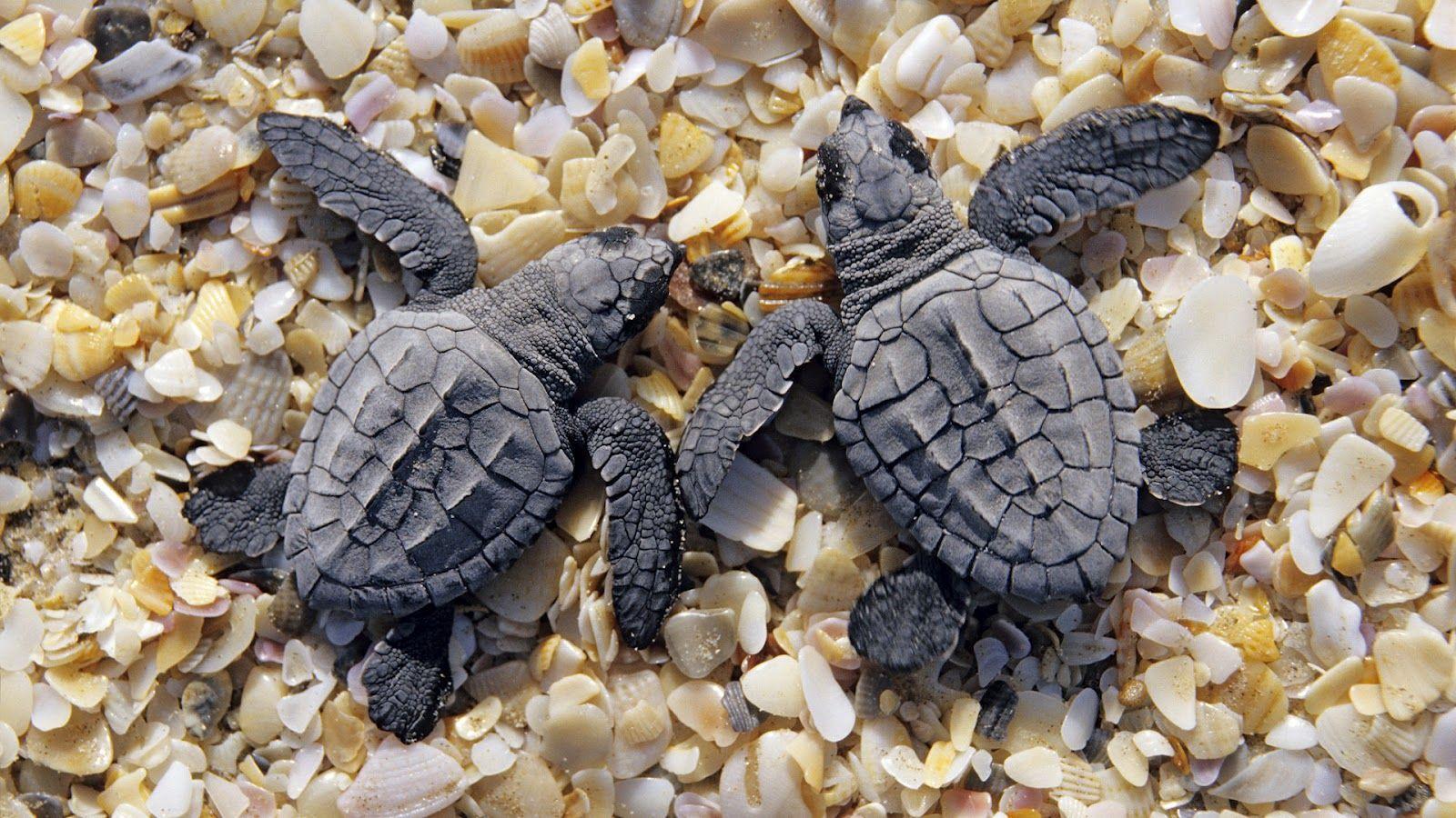 Black Turtle Wallpapers - Top Free Black Turtle Backgrounds ...